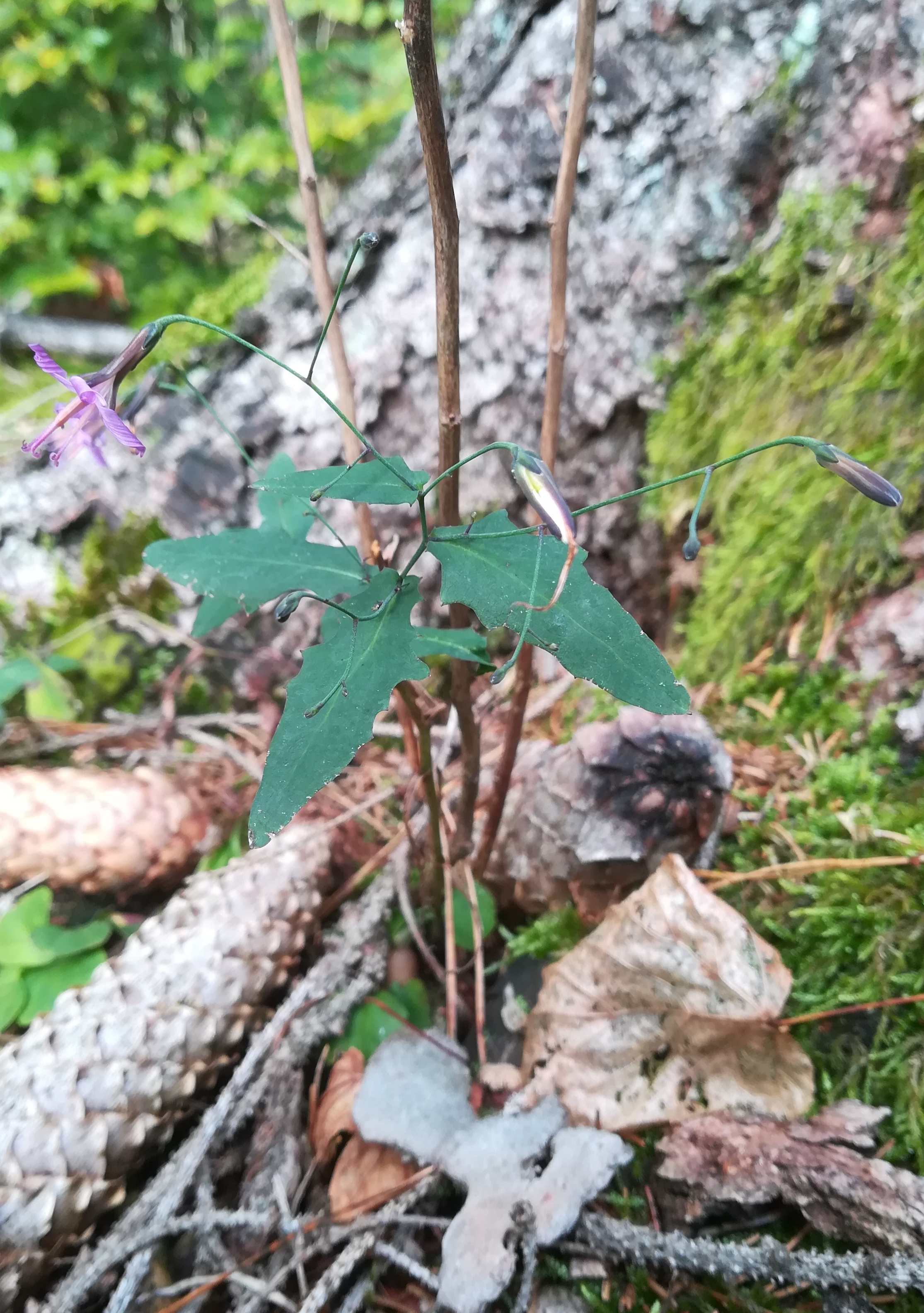 prenanthes purpurea untertullnerbach großer wienerberg_20201026_131817.jpg