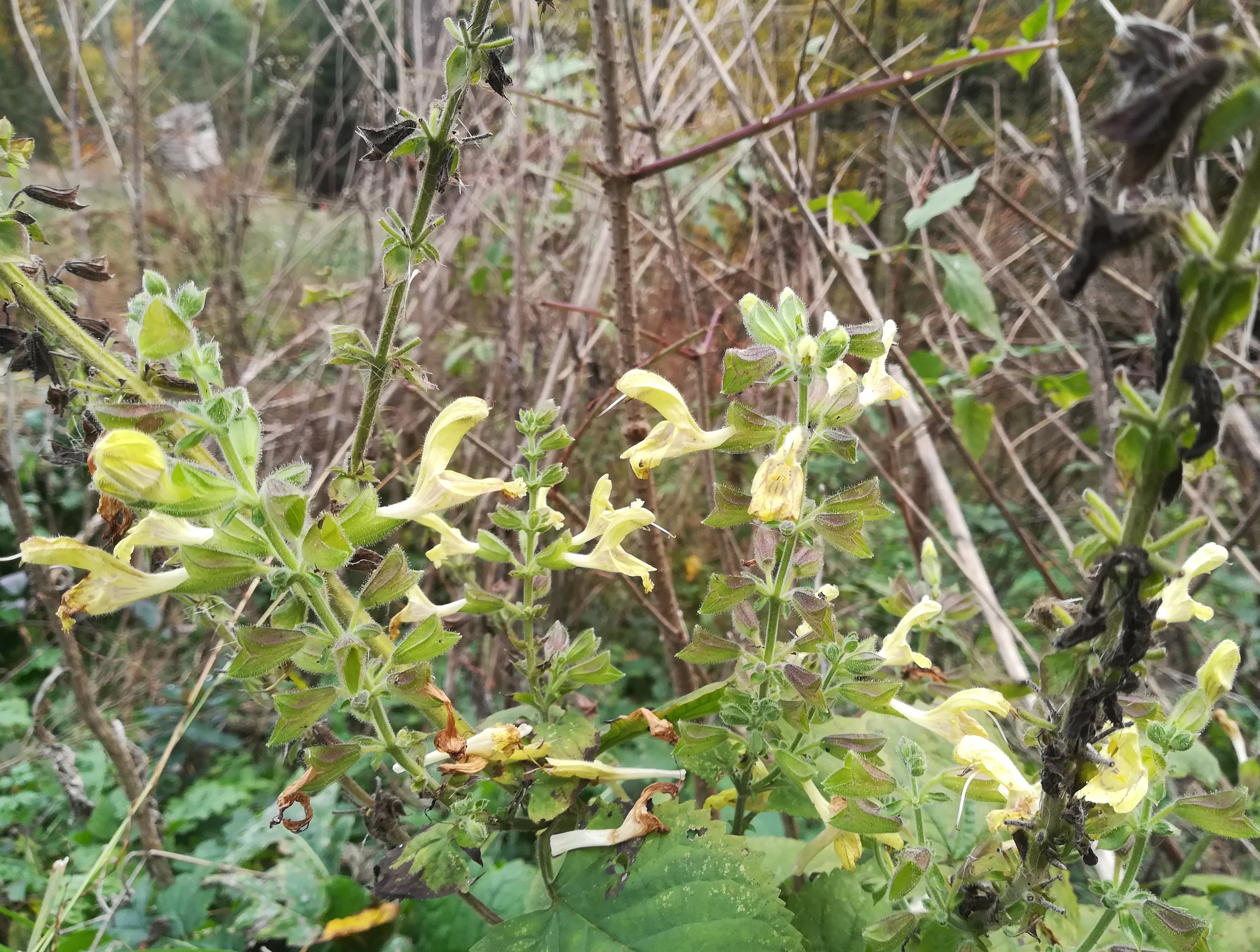 salvia glutinosa untertullnerbach großer wienerberg_20201026_112945.jpg