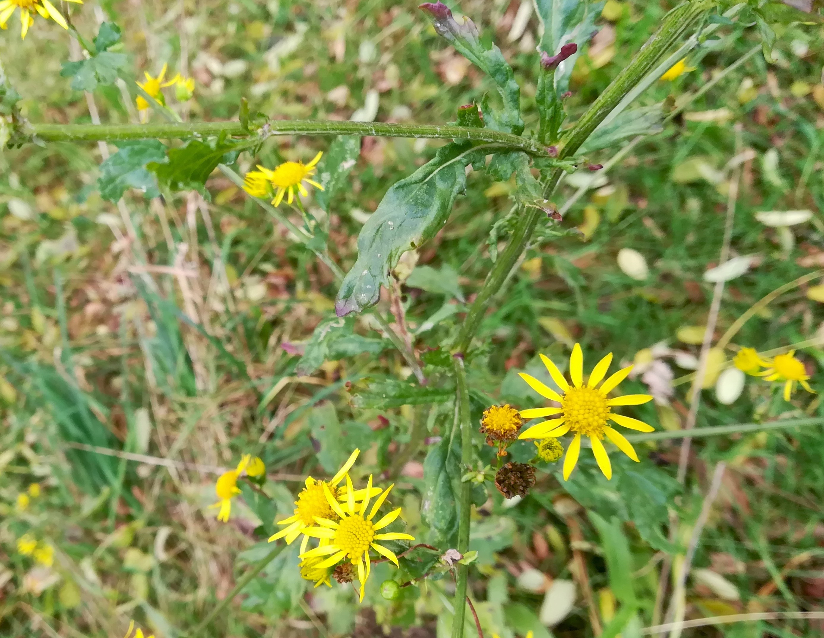 senecio jacobaea untertullnerbach großer wienerberg_20201026_120835.jpg