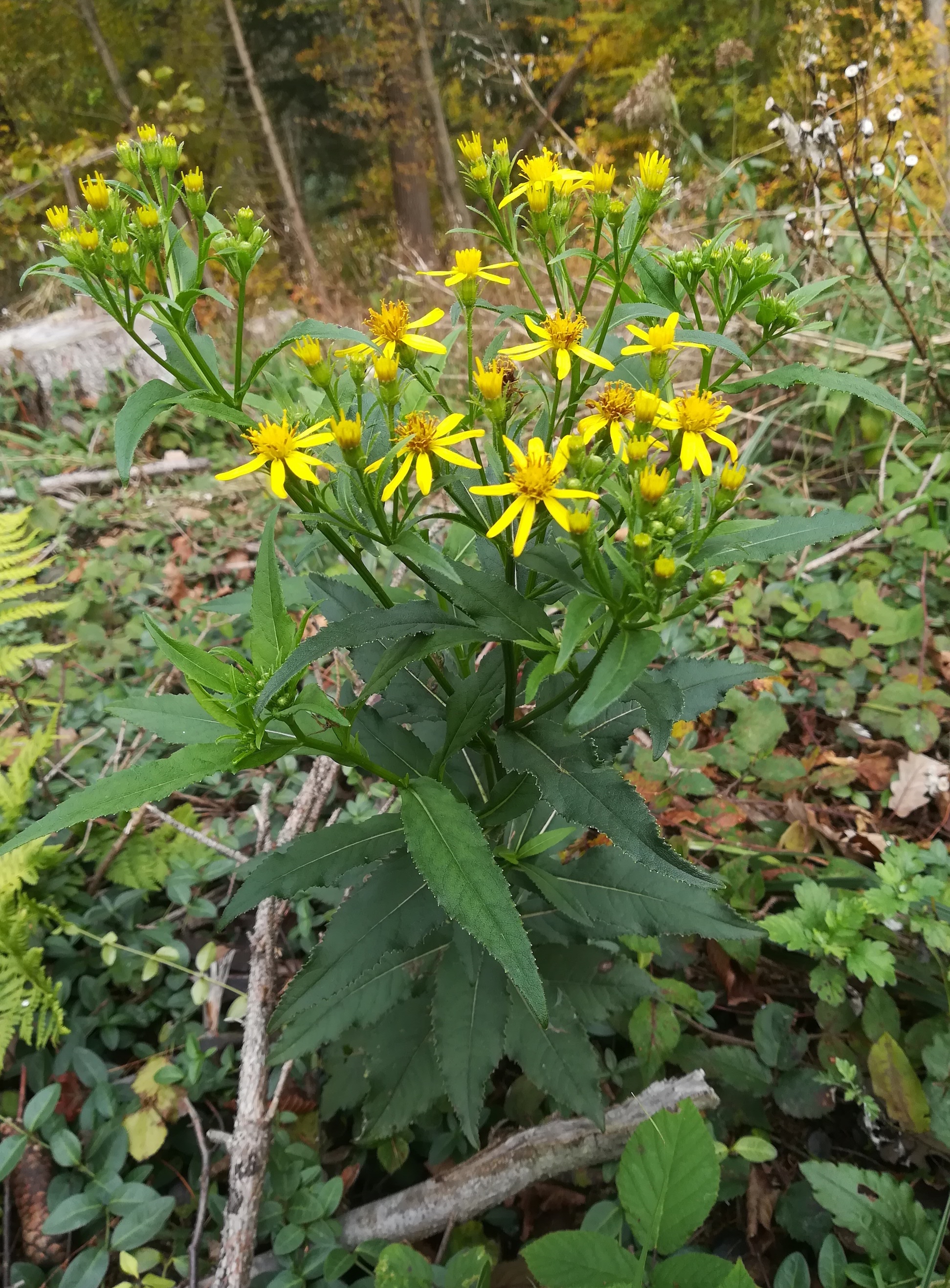 senecio nemorensis s. lat. untertullnerbach großer wienerberg_20201026_114306.jpg