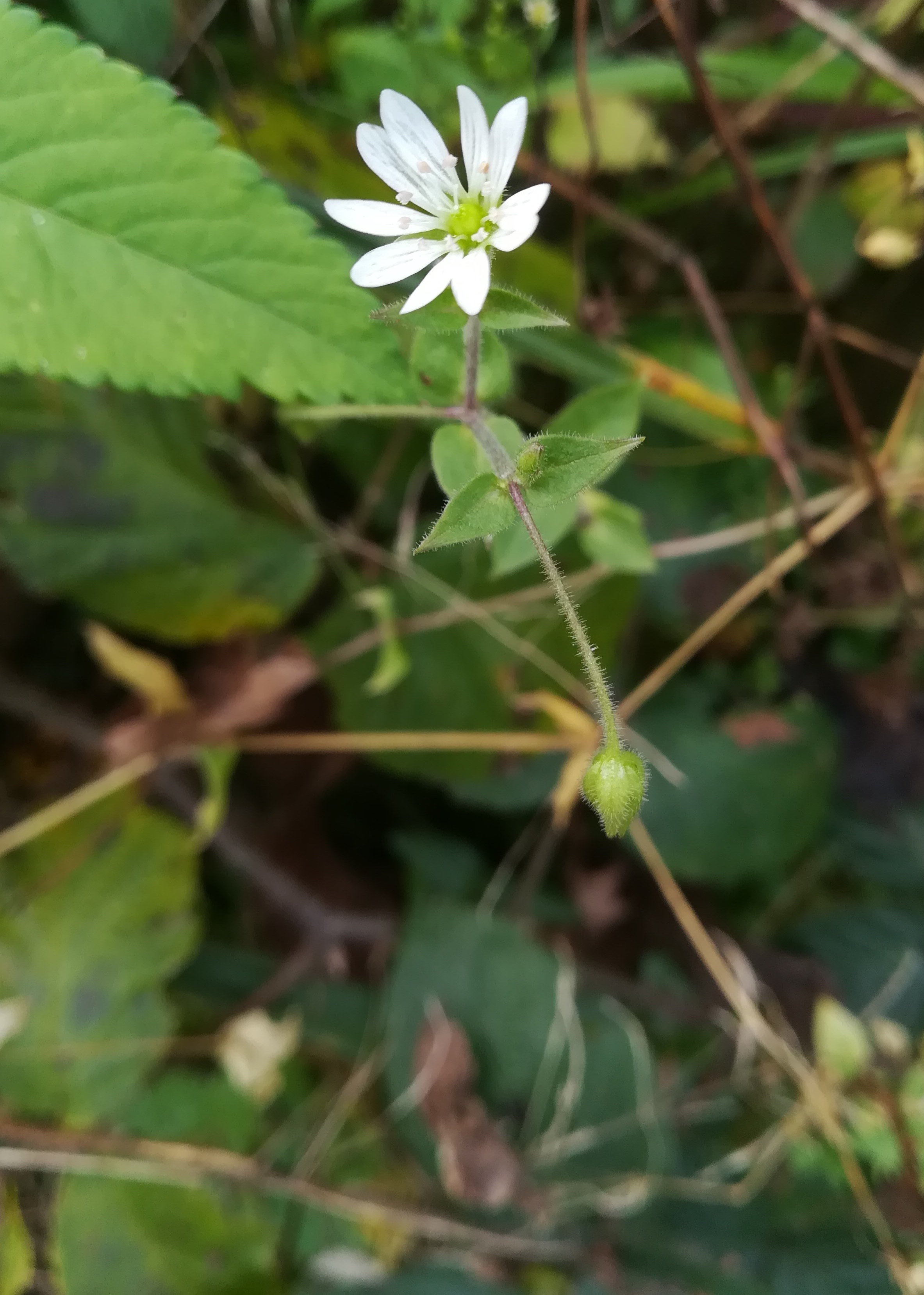 stellaria graminea untertullnerbach großer wienerberg_20201026_113126.jpg