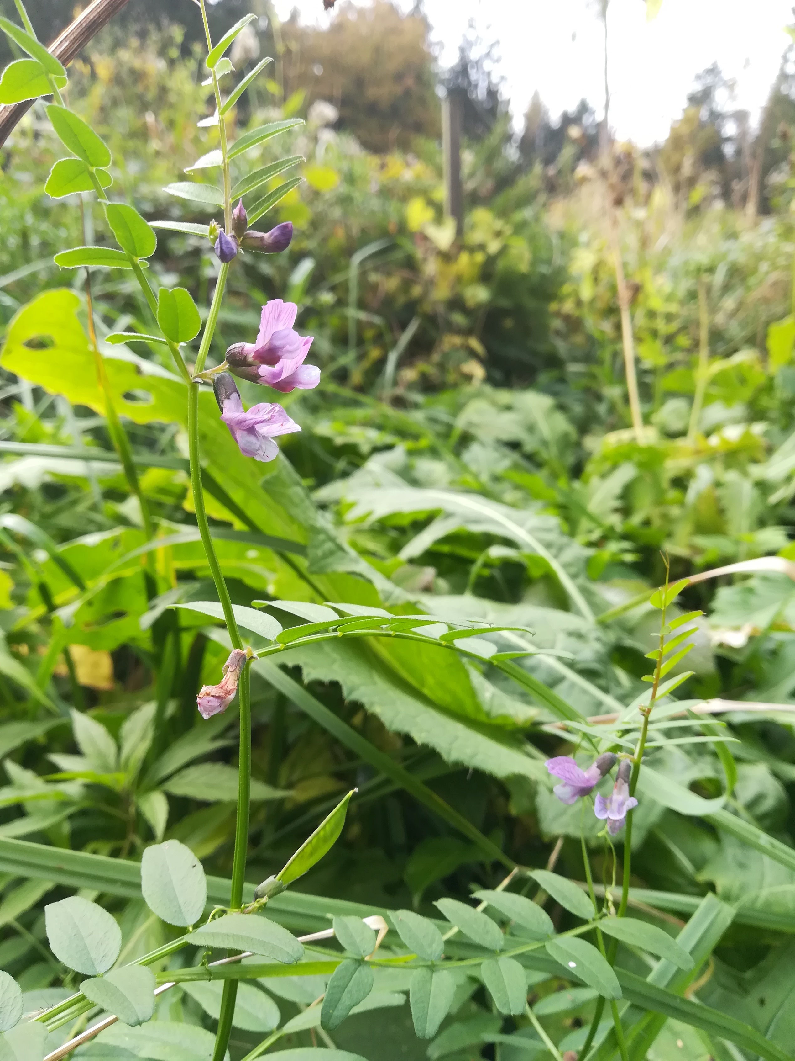 vicia sepium untertullnerbach großer wienerberg_20201026_104311.jpg