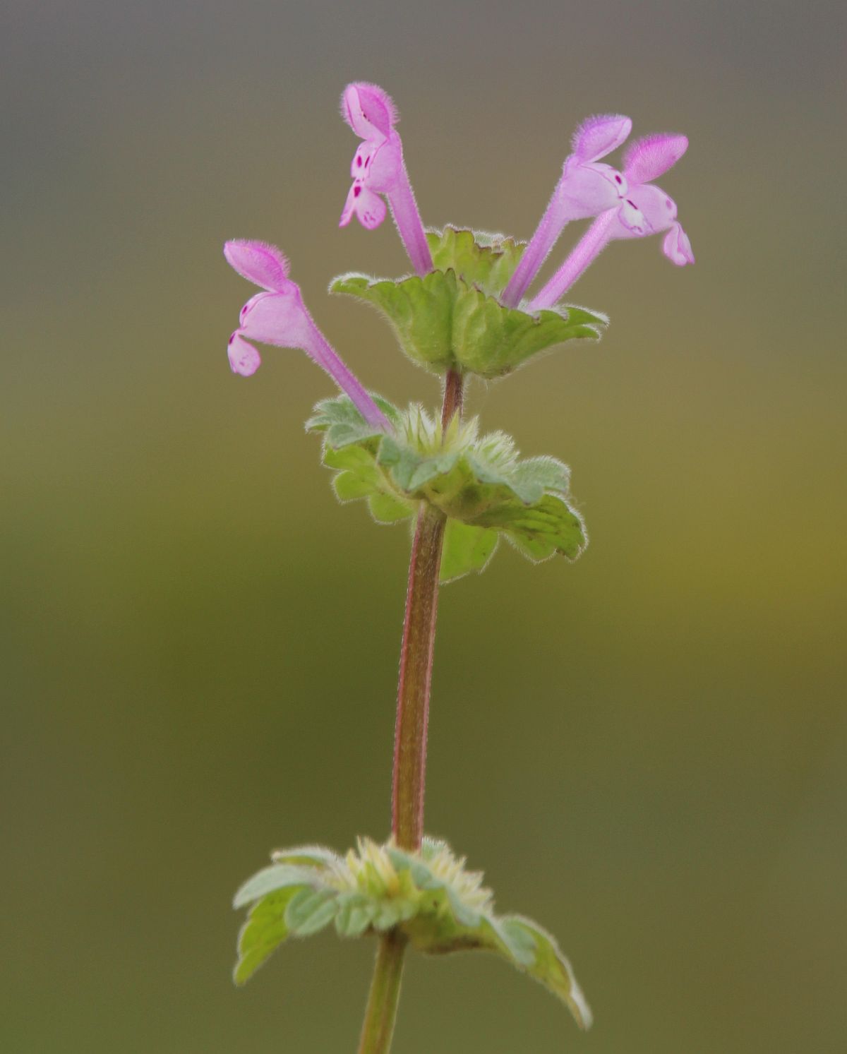 Lamium amplexicaule Mandelhoehe Traiskirchen_20201026_03.jpg