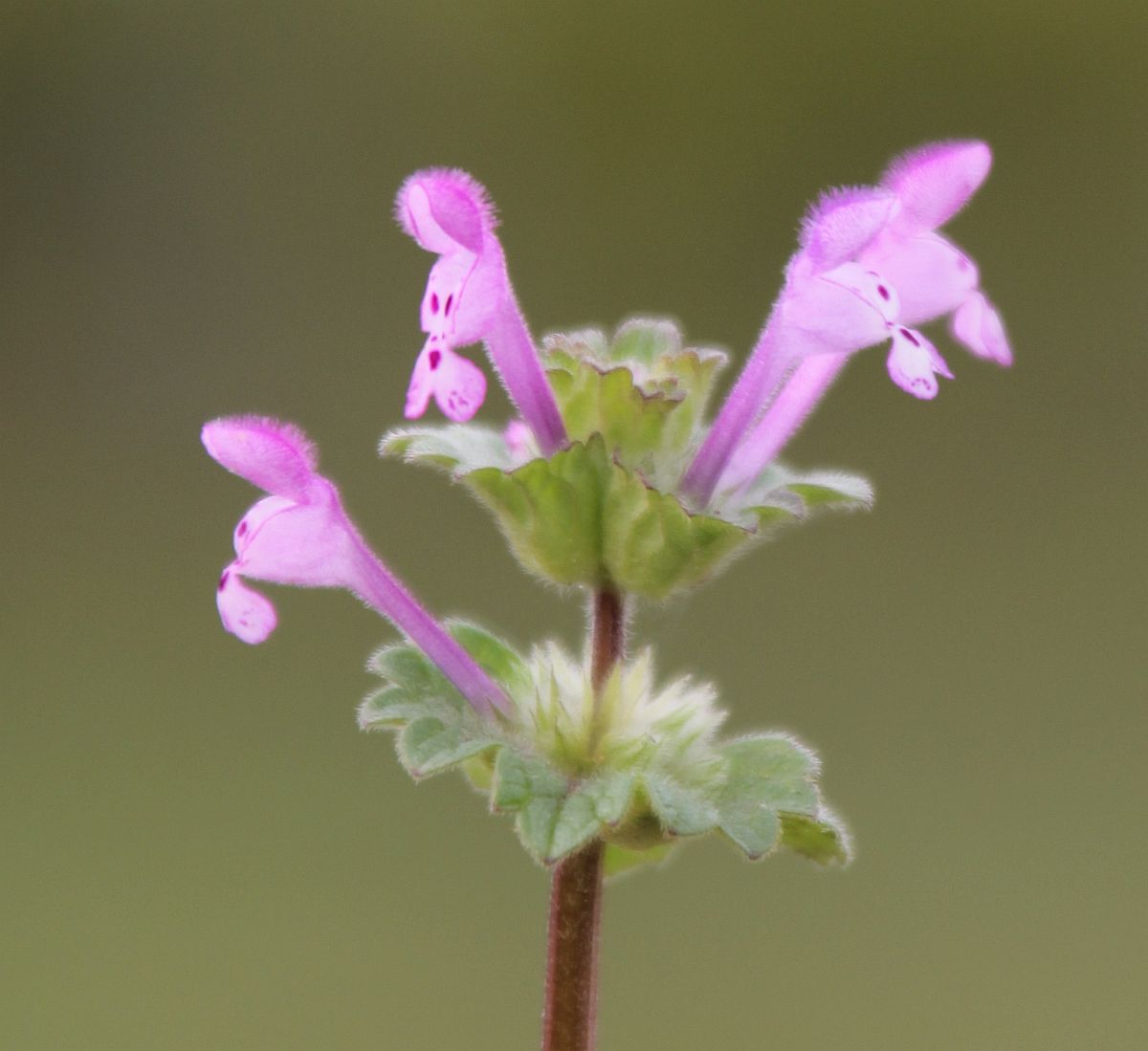 Lamium amplexicaule Mandelhoehe Traiskirchen_20201026_05.jpg