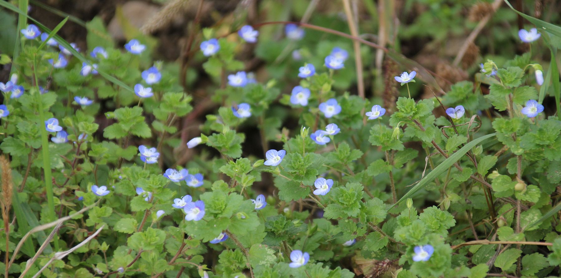 Veronica persica Mandelhoehe Traiskirchen_20201026_18.jpg