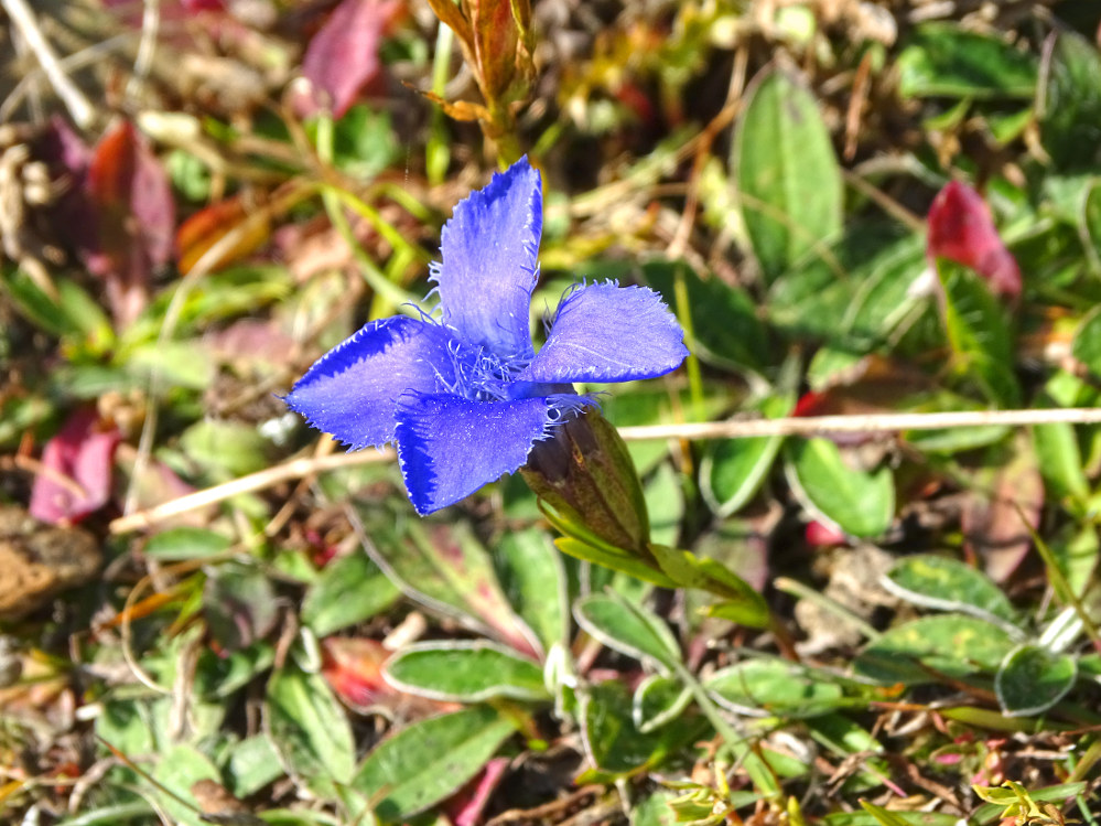 gentianopsis ciliata_aibl.jpg