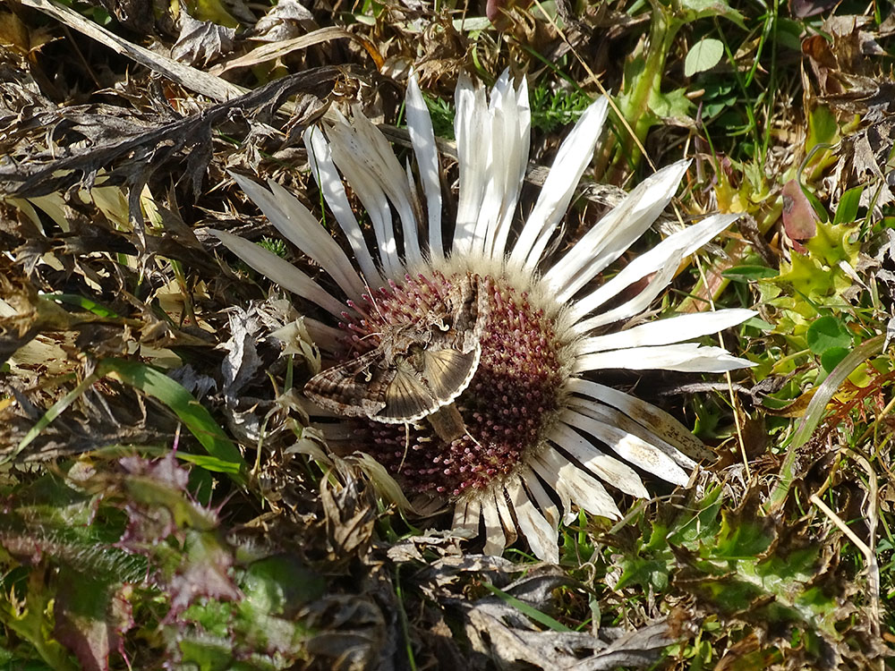 carlina acaulis_aibl.jpg