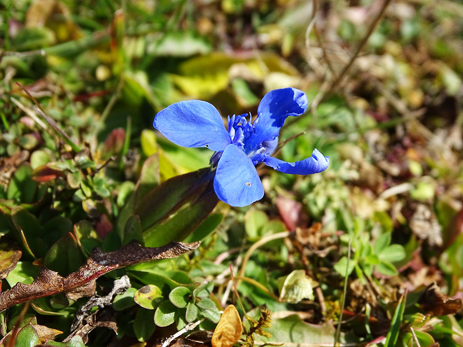 gentiana verna_aibl.jpg