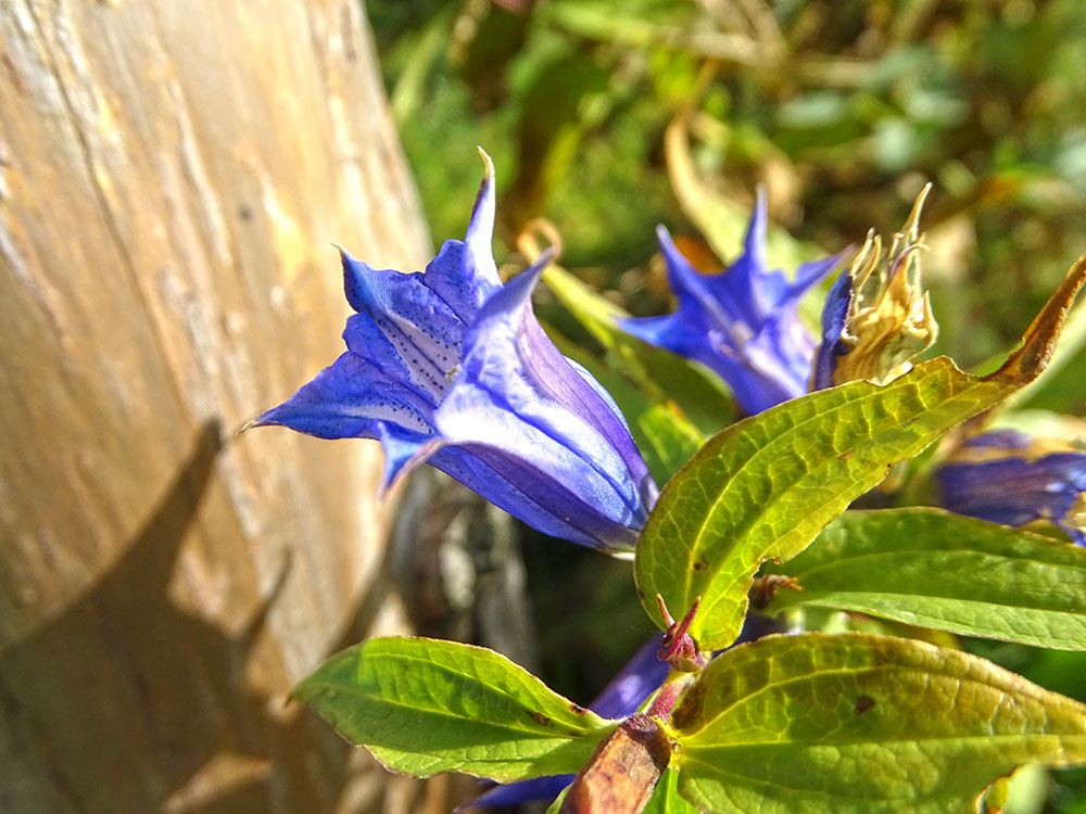 gentiana asclepiadea_aibl.jpg