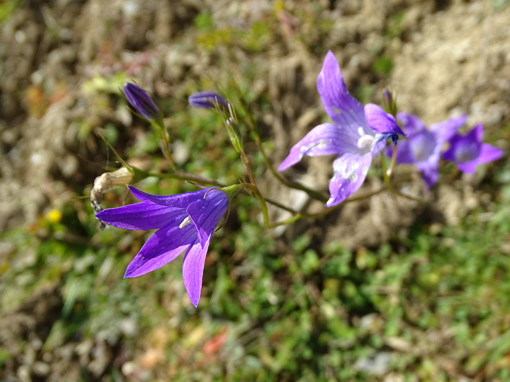 campanula_aibl.jpg