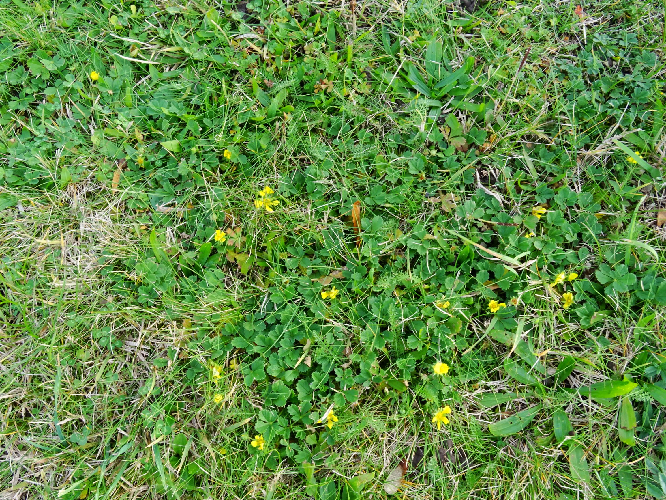 DSC02482 prellenkirchen-WSW, 2020-10-25, potentilla incana.JPG