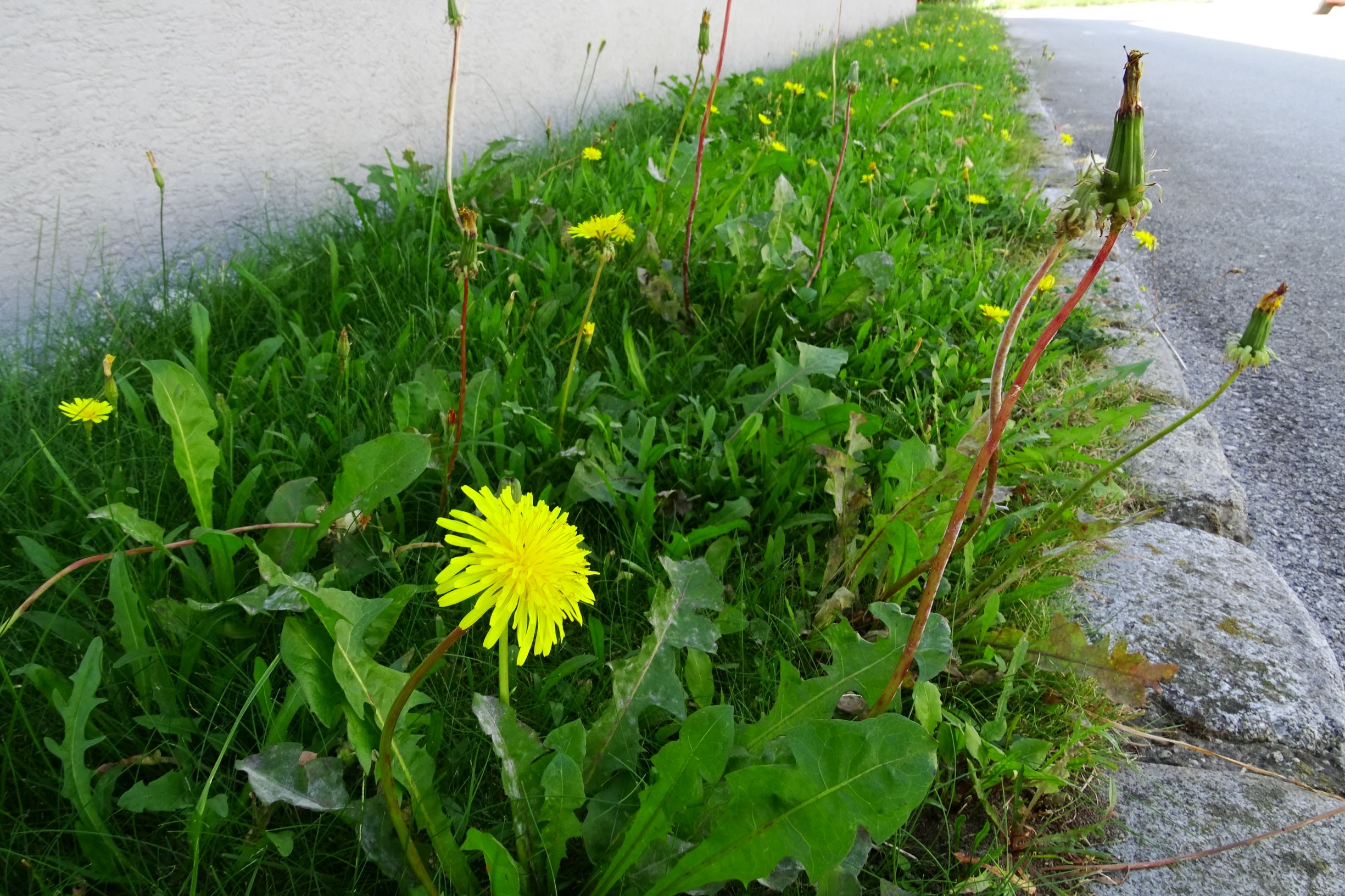 DSC07883 prell-mitte-NW, 2020-09-23, taraxacum officinale agg., scorzoneroides autumnalis.JPG