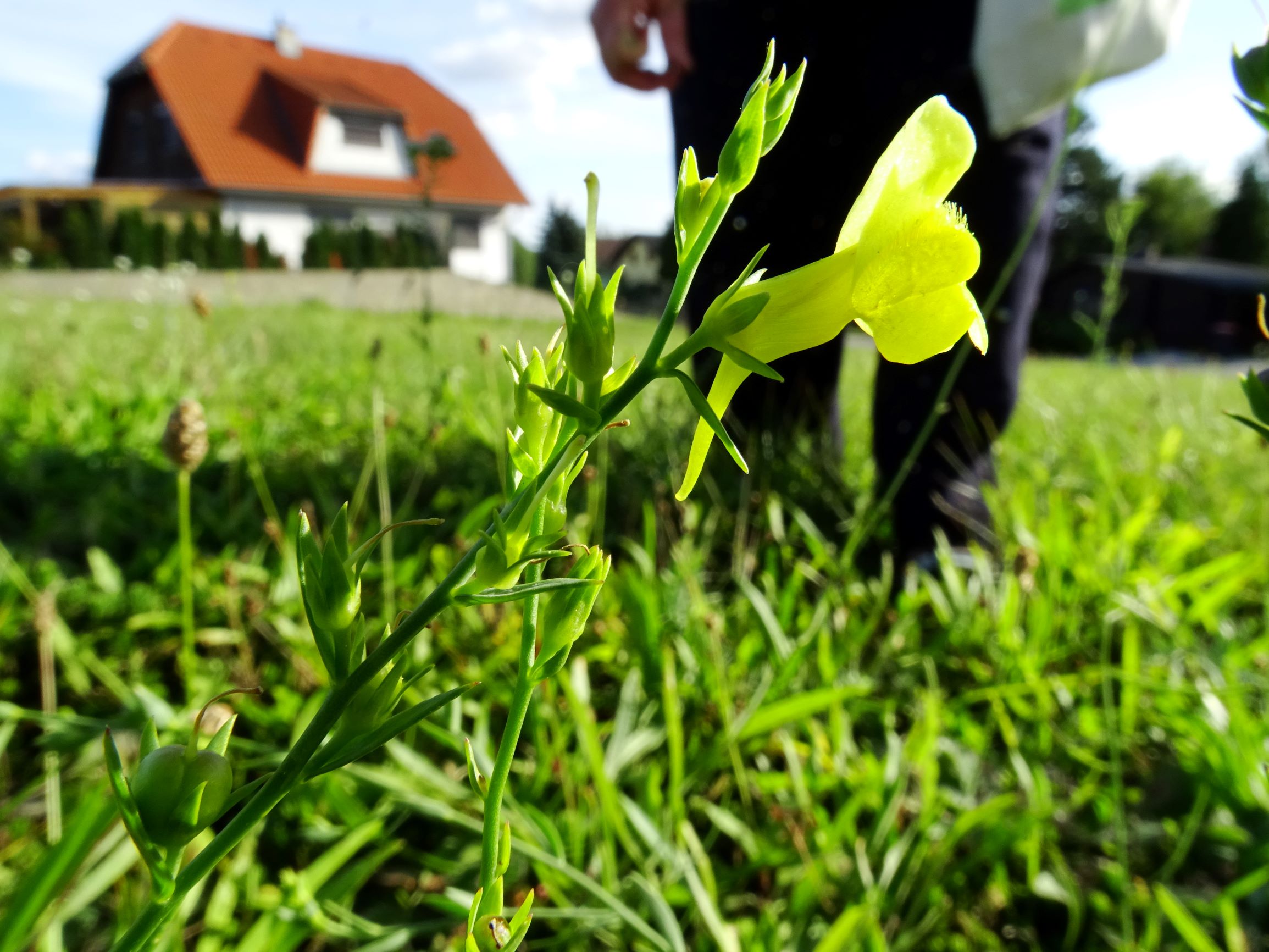 DSC00903 prell-SO linaria genistifolia.JPG