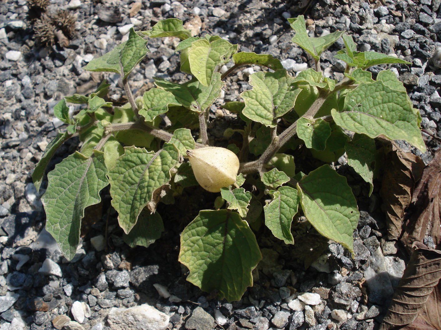 Physalis verwildert Grambach nahe Zenz.JPG