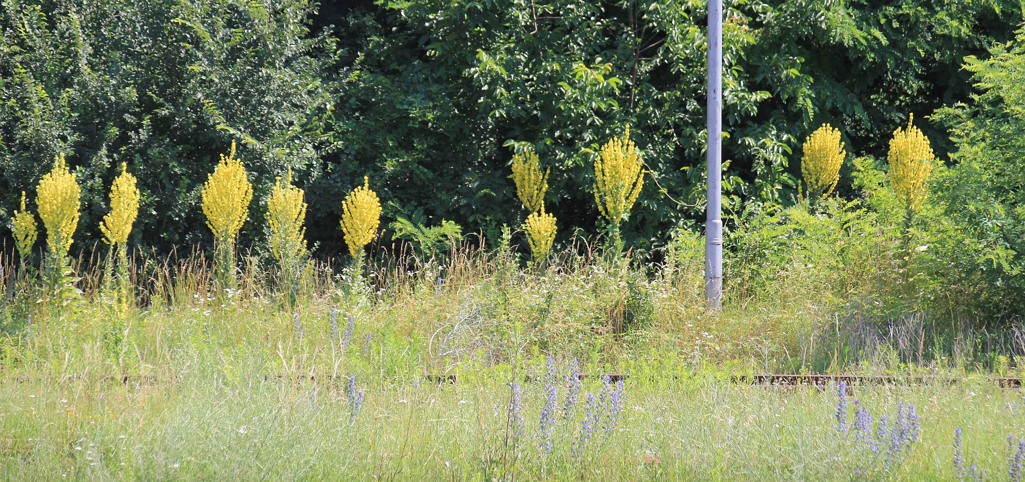 Verbascum speciosum Bahnhof Gramatneusiedl_20200627_04.jpg