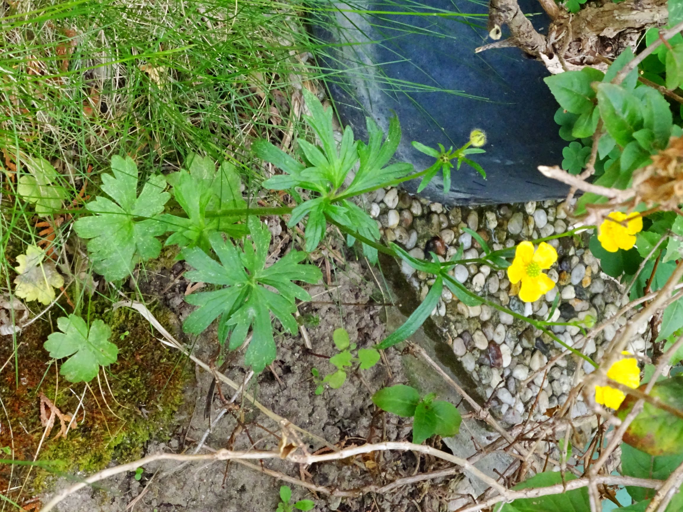 DSC07558 ranunculus polyanthemos agg.-seesippe.JPG