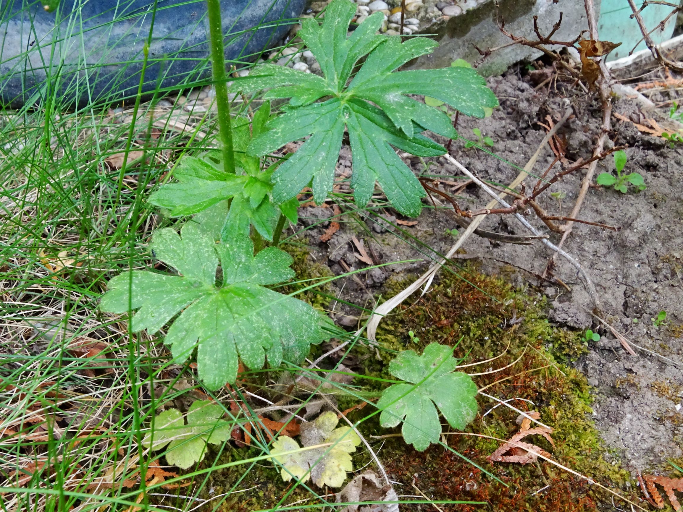 DSC07559 ranunculus polyanthemos agg.-seesippe.JPG