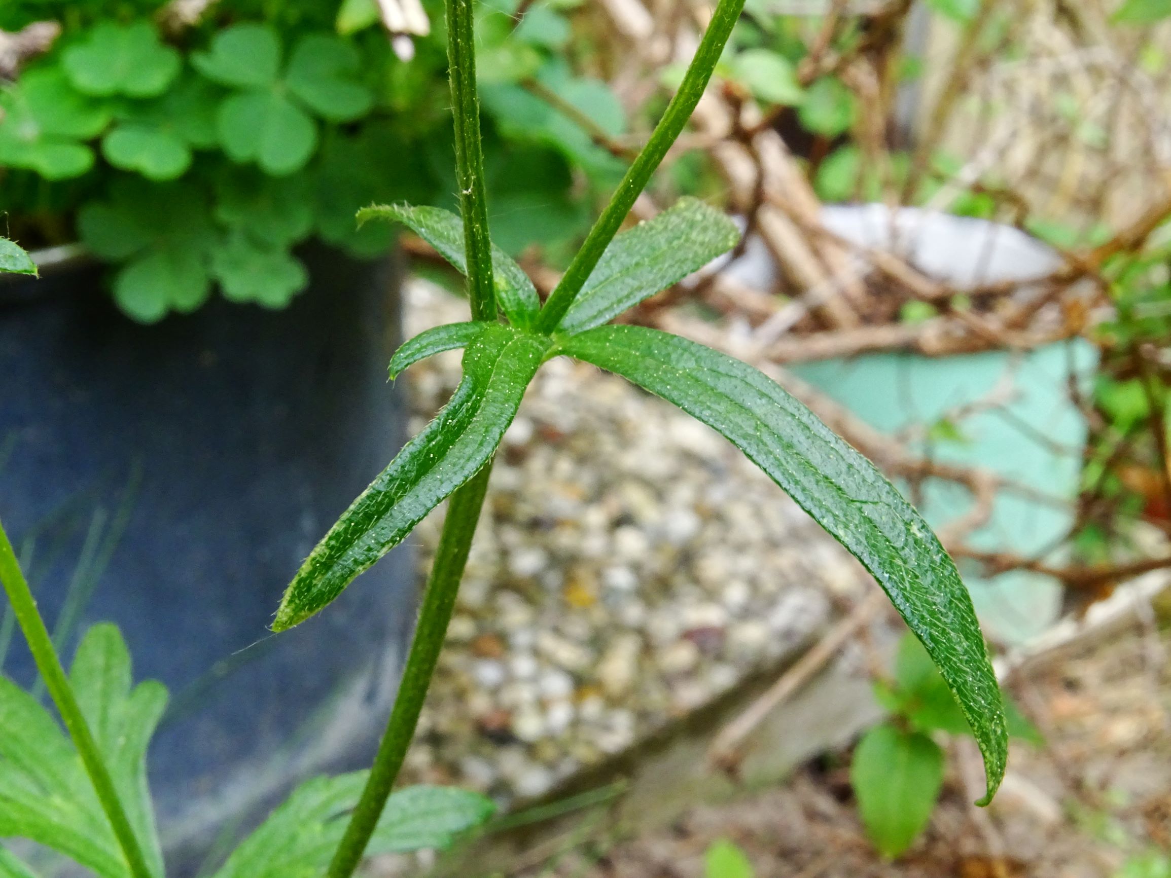 DSC07561 ranunculus polyanthemos agg.-seesippe.JPG