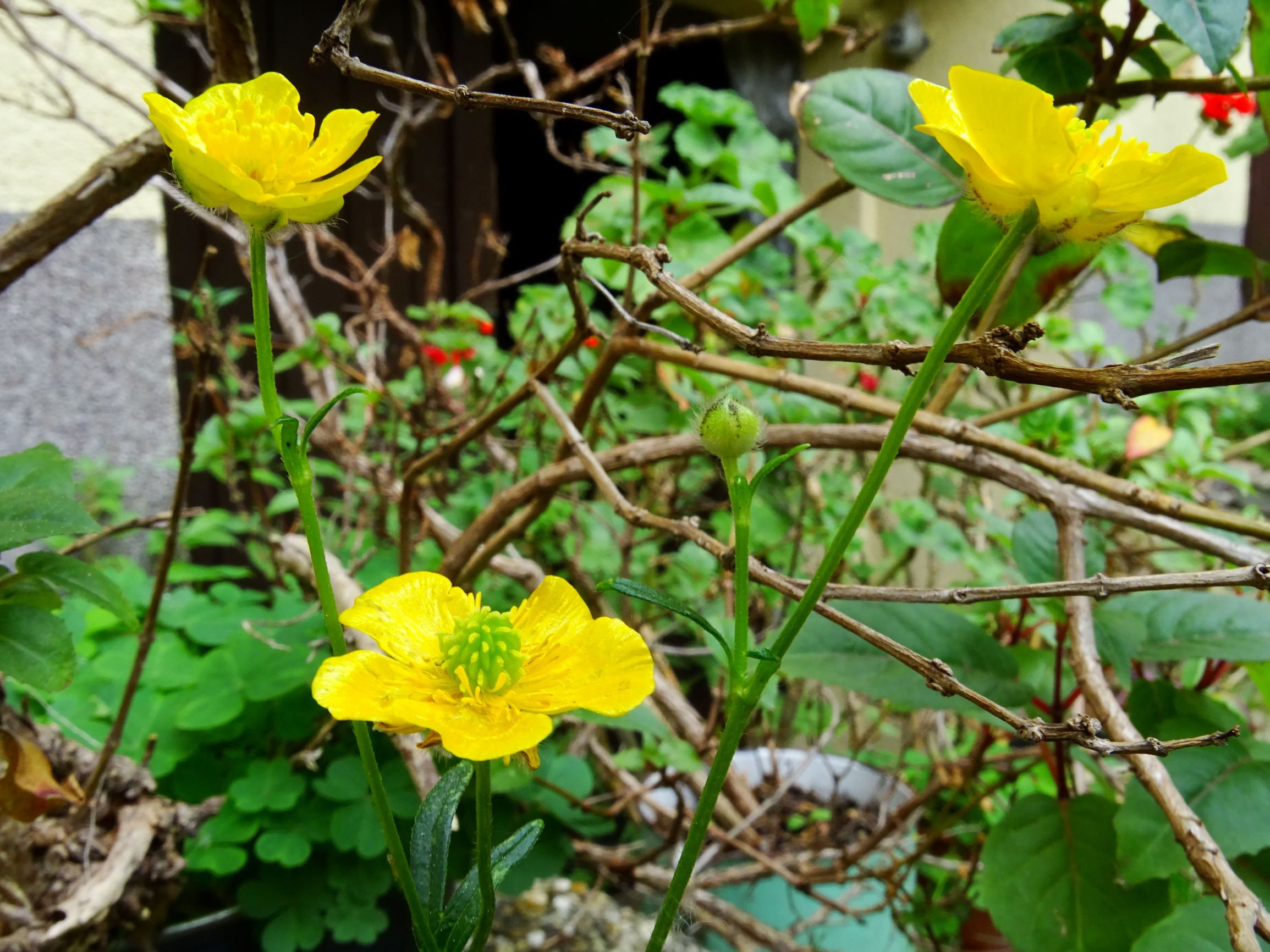 DSC07562 ranunculus polyanthemos agg.-seesippe.JPG