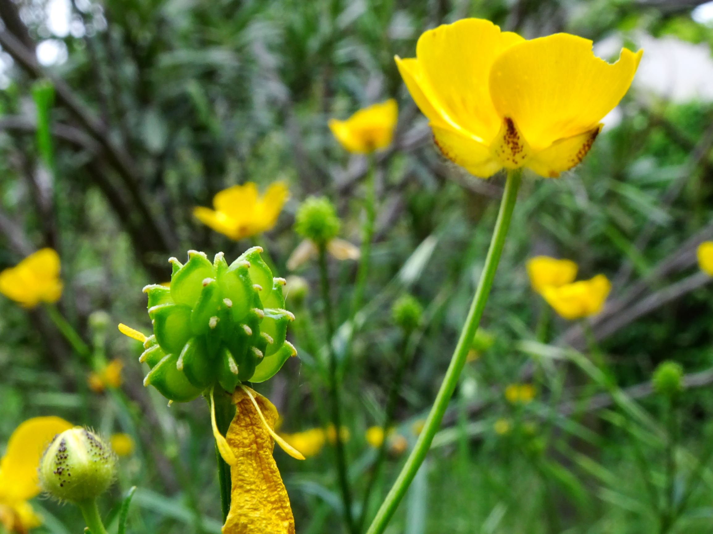 DSC07662 ranunculus polyanthemos agg.-seesippe.JPG