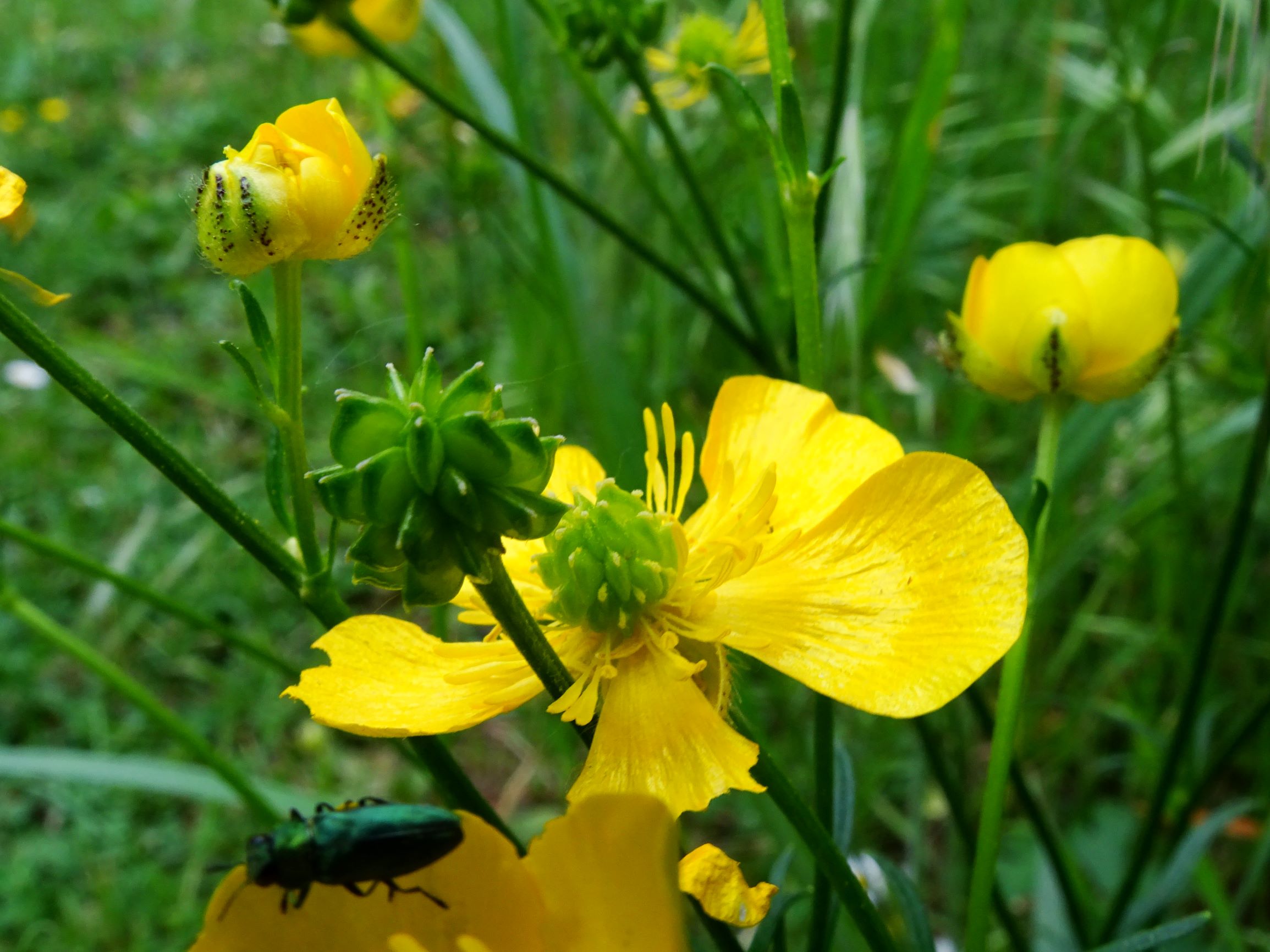 DSC07668 ranunculus polyanthemos agg.-seesippe.JPG