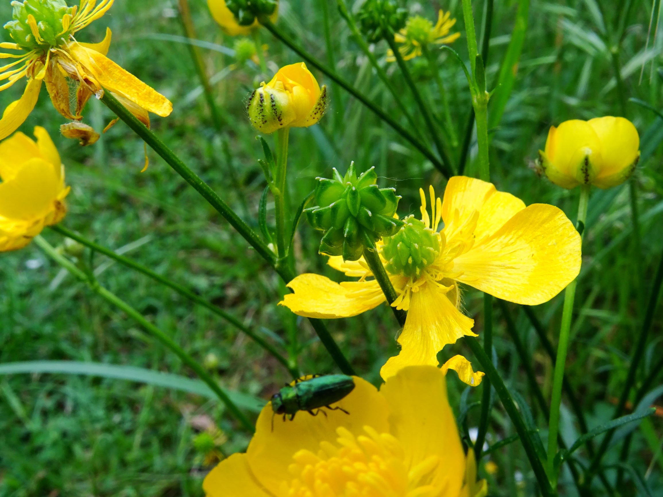 DSC07671ranunculus polyanthemos agg.-seesippe.JPG