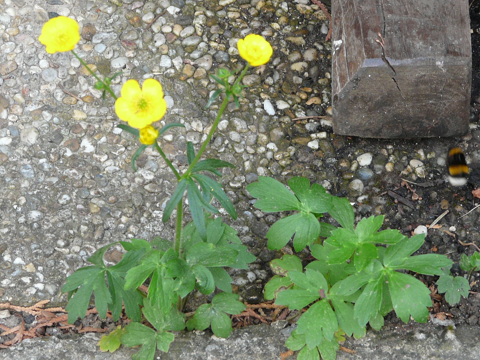 P1320301 ranunculus polyanthemos agg.-seesippe.JPG