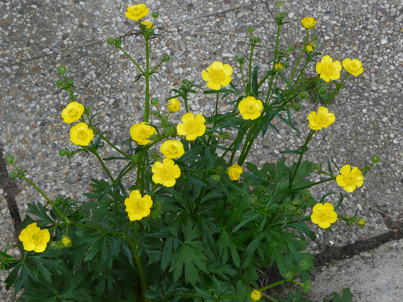 P1570108 ranunculus polyanthemos agg.-seesippe.JPG