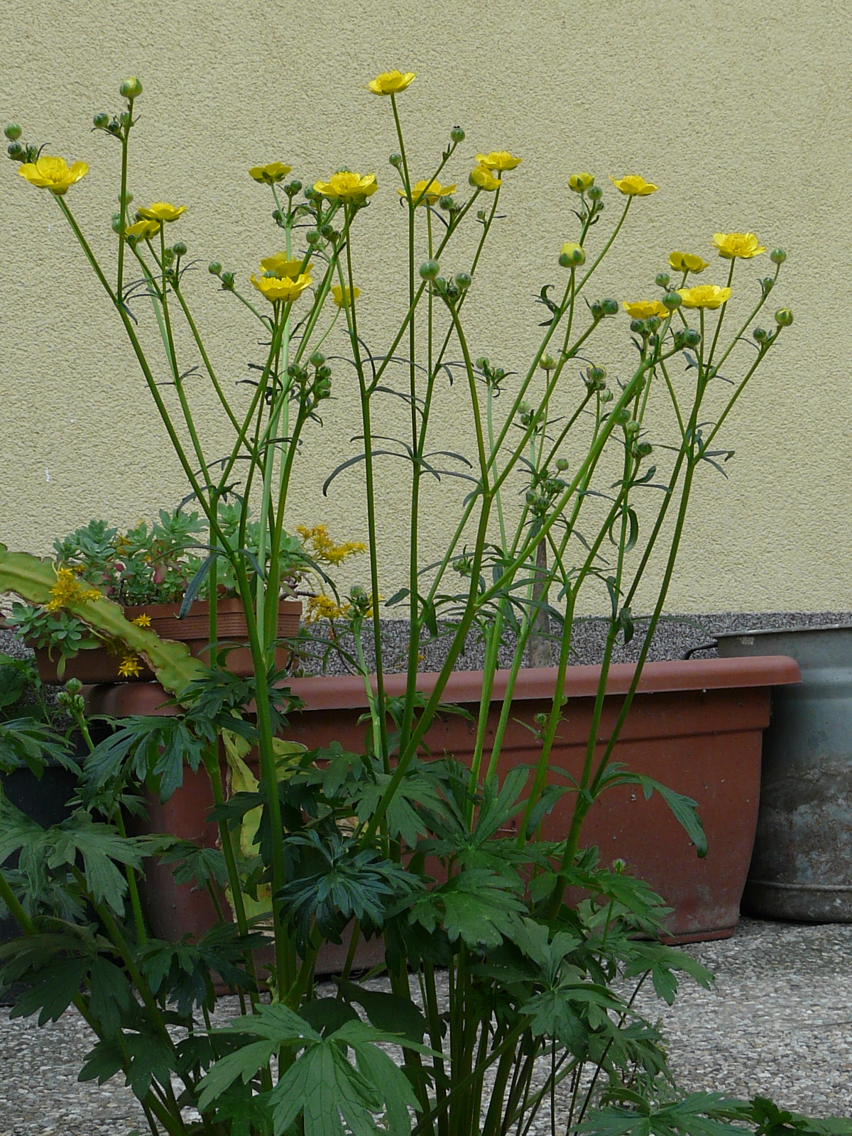 P1570109 ranunculus polyanthemos agg.-seesippe.JPG