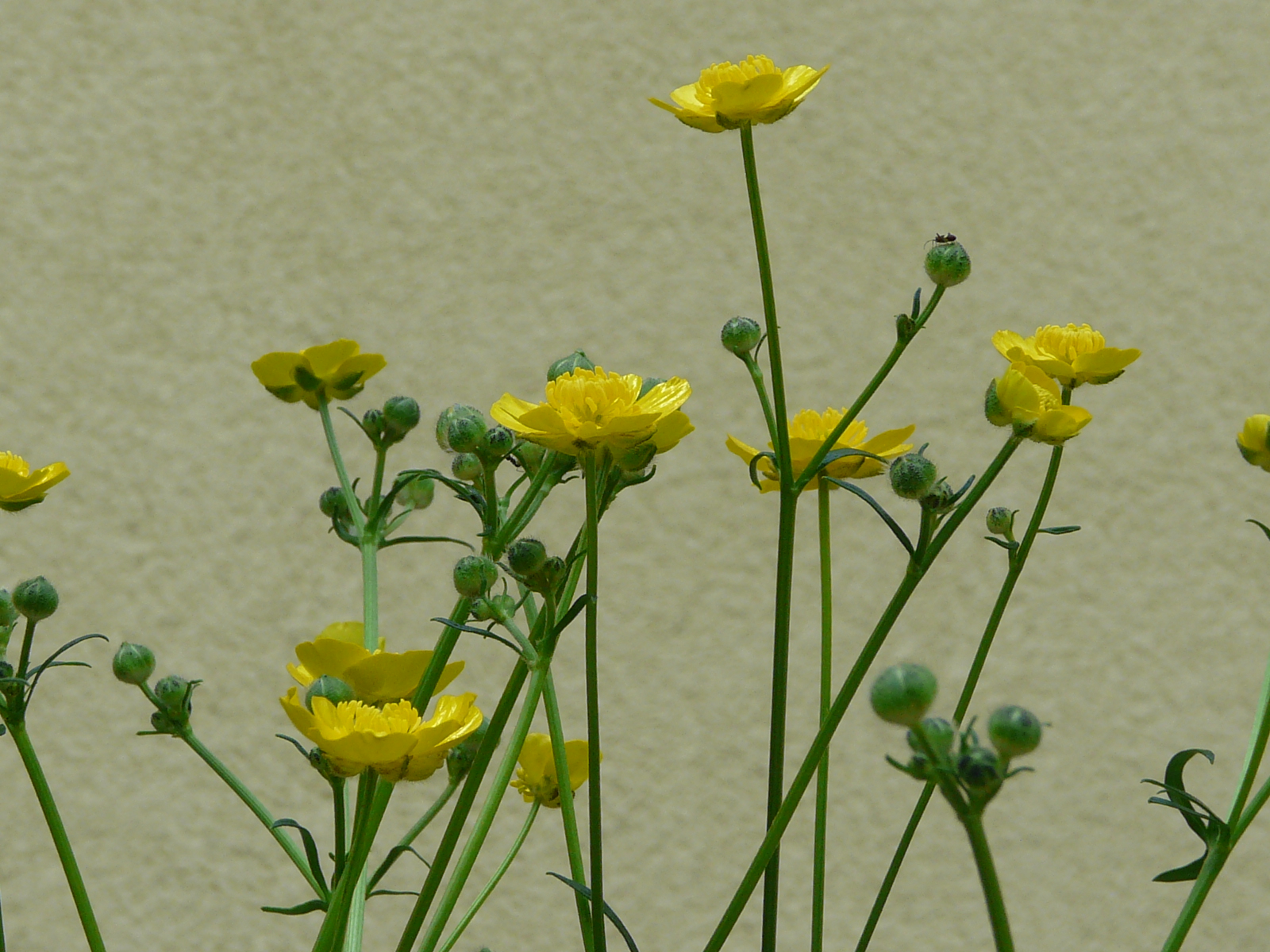 P1570110 ranunculus polyanthemos agg.-seesippe.JPG