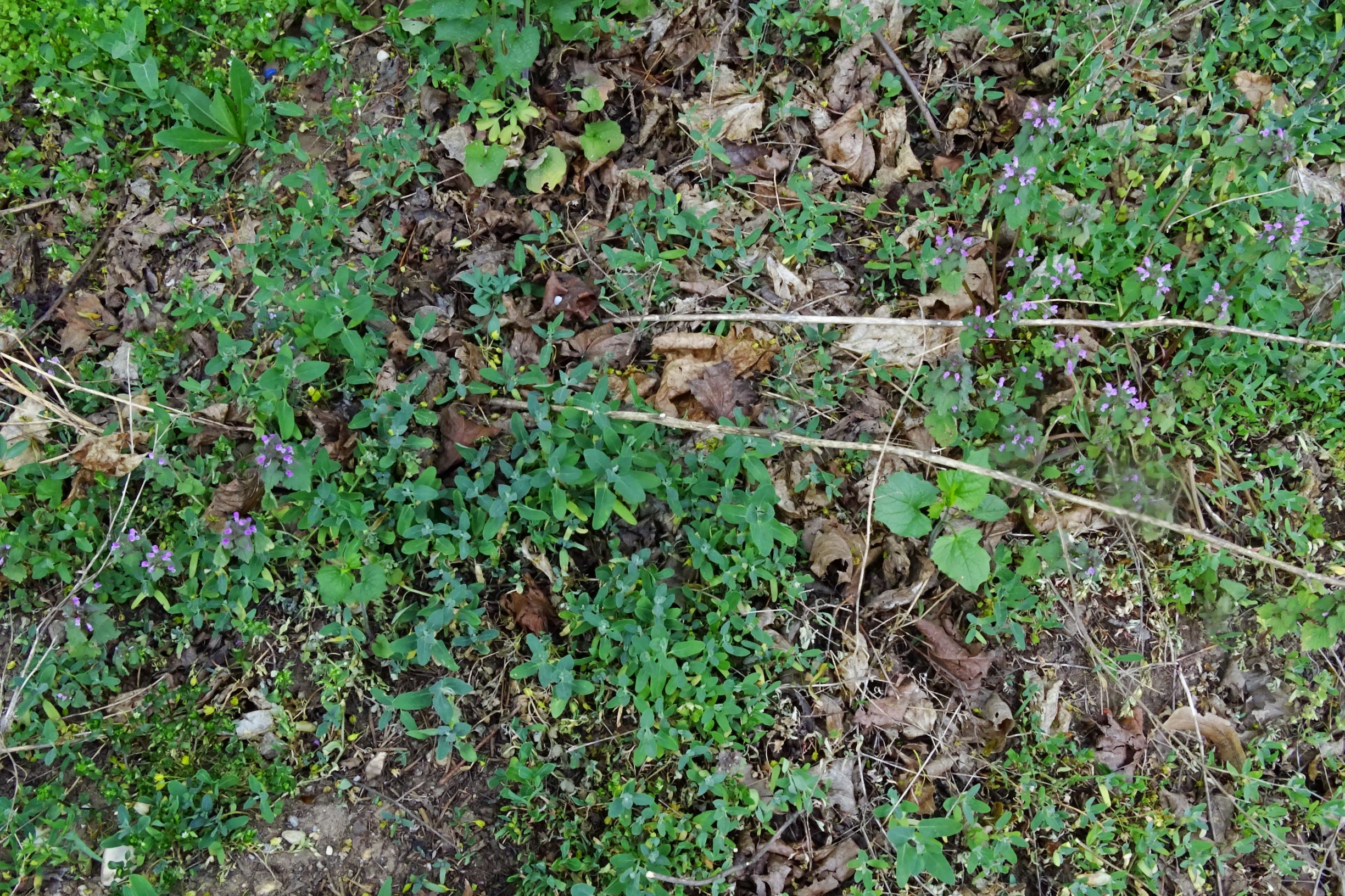 DSC07507 atriplex oblongifolia, sippe aus prellenkirchen.JPG