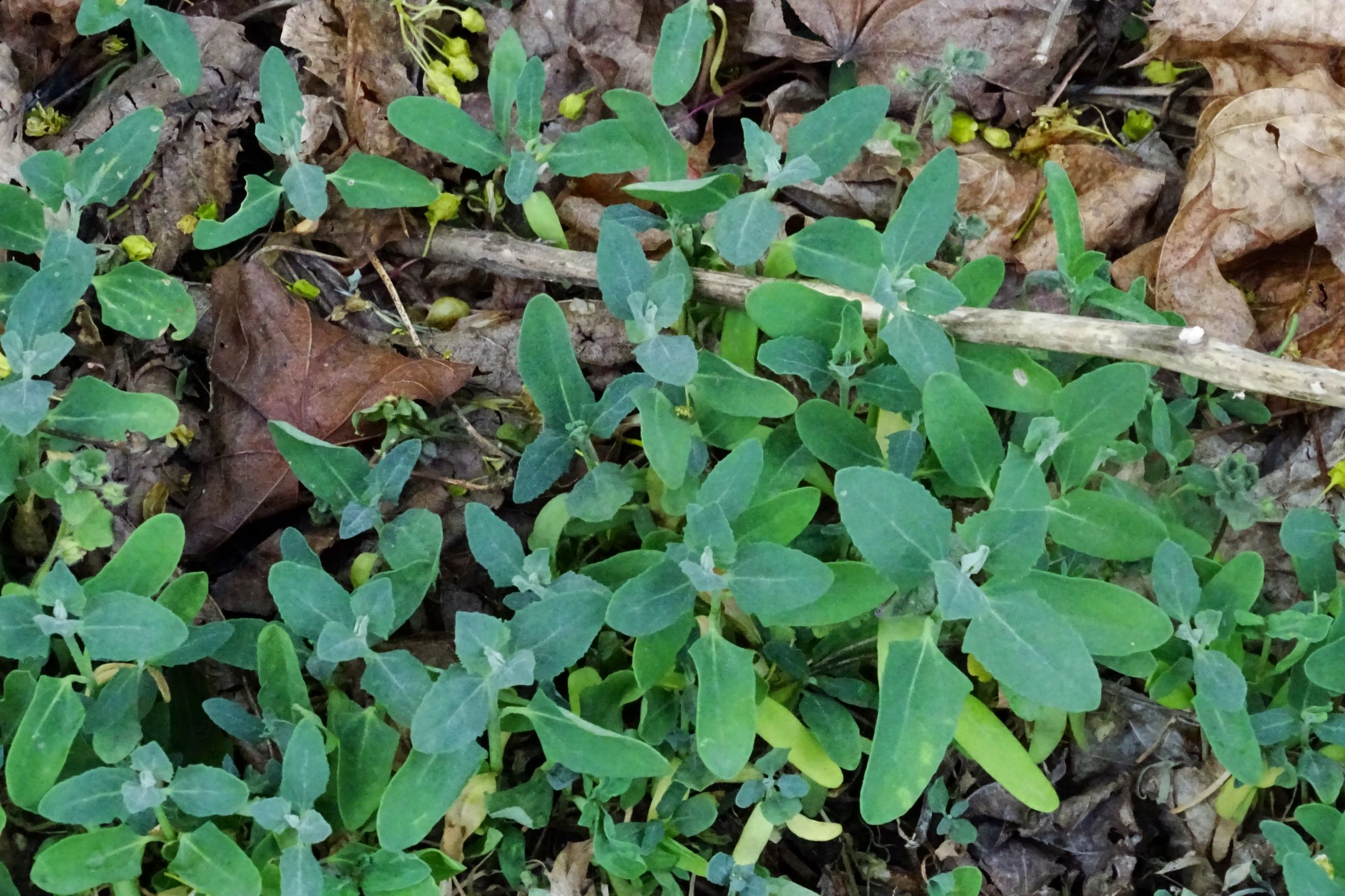 DSC07508 atriplex oblongifolia, sippe aus prellenkirchen.JPG