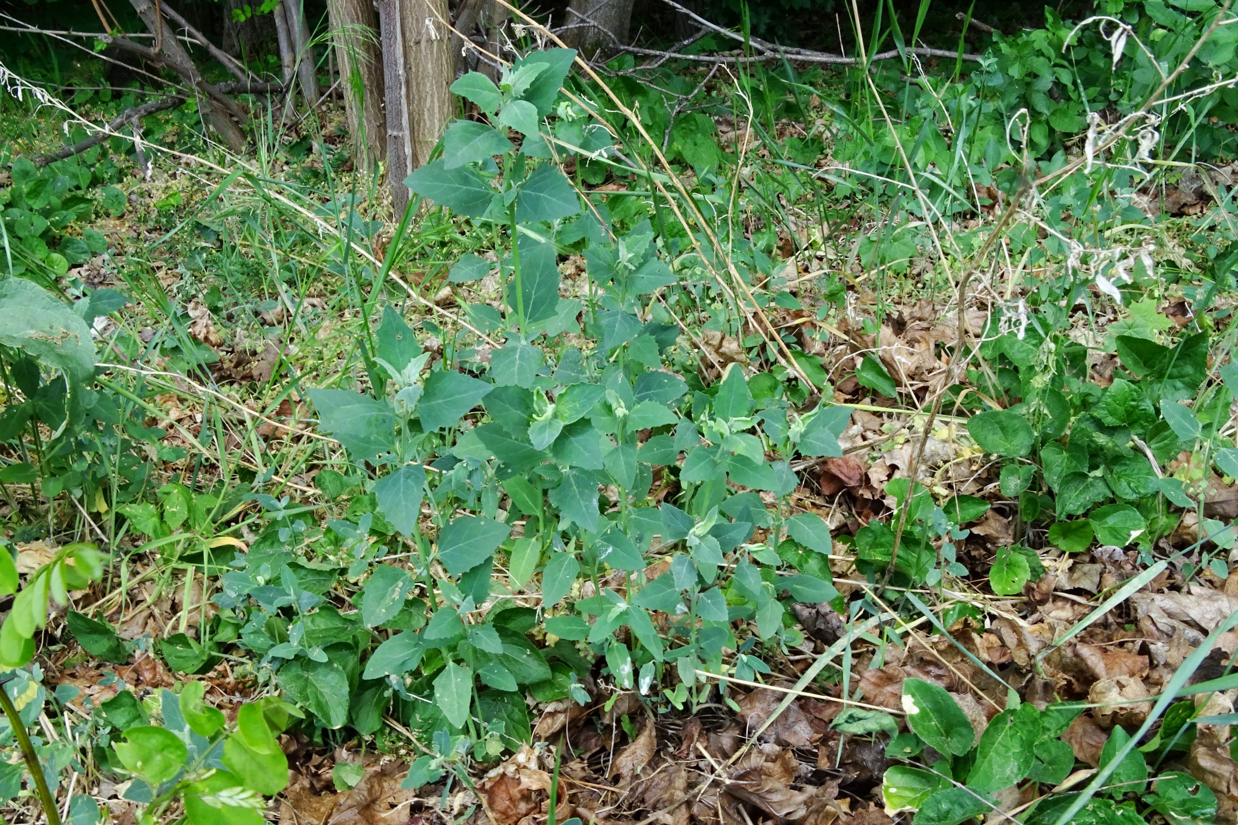 DSC02656 atriplex oblongifolia, sippe aus prellenkirchen.JPG