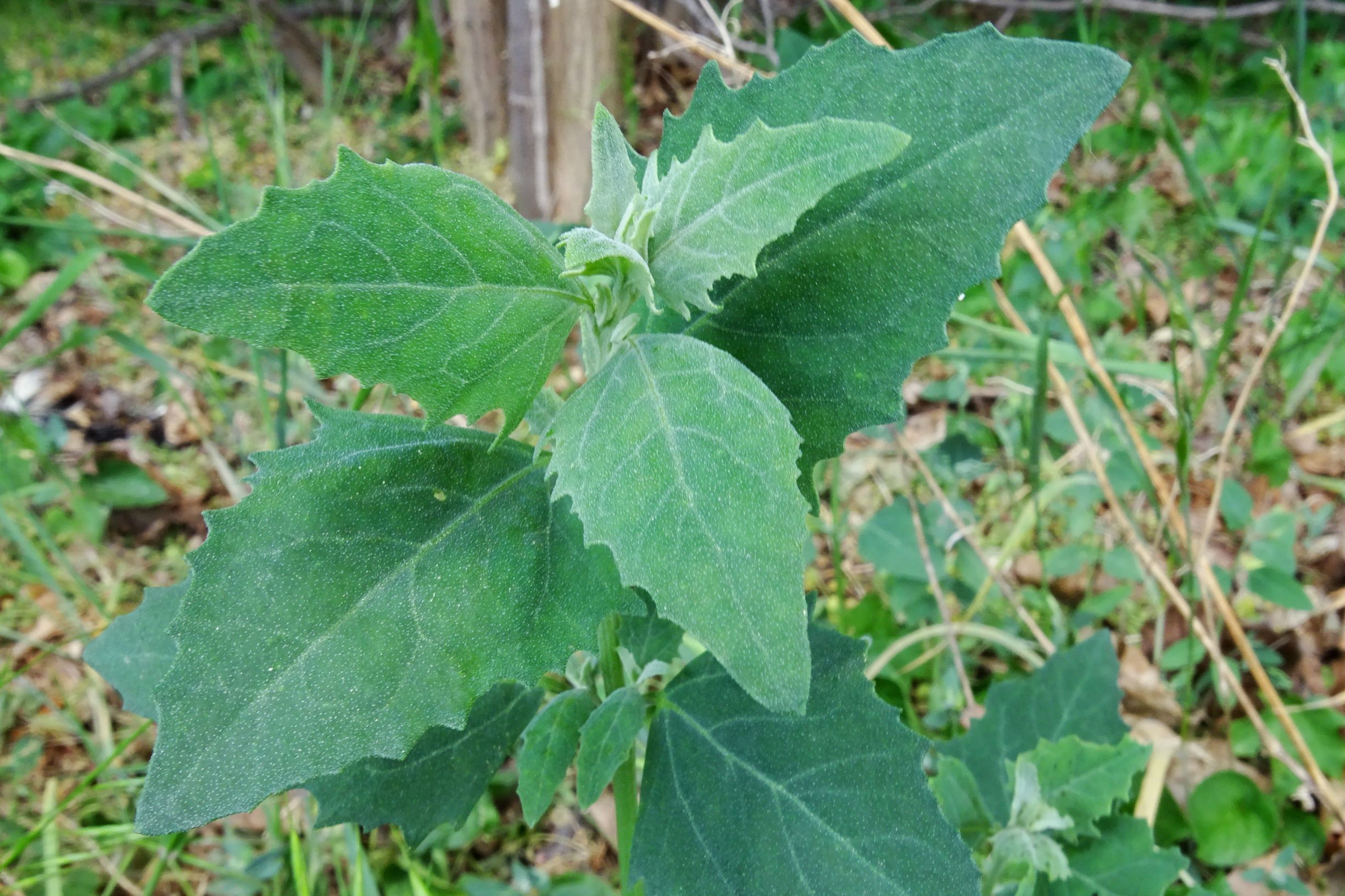 DSC02658 atriplex oblongifolia, sippe aus prellenkirchen.JPG