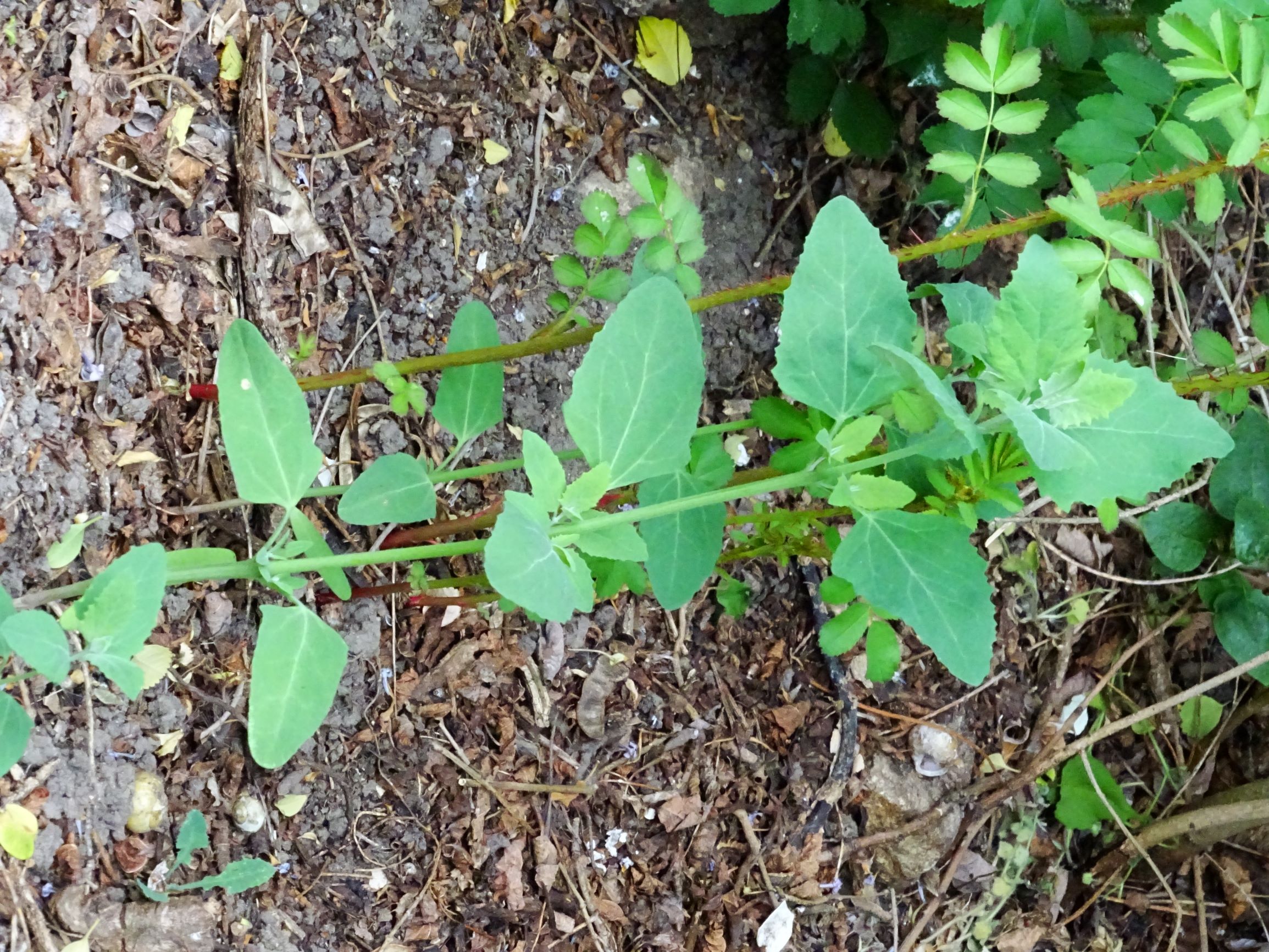 DSC02886 atriplex oblongifolia, sippe aus prellenkirchen.JPG