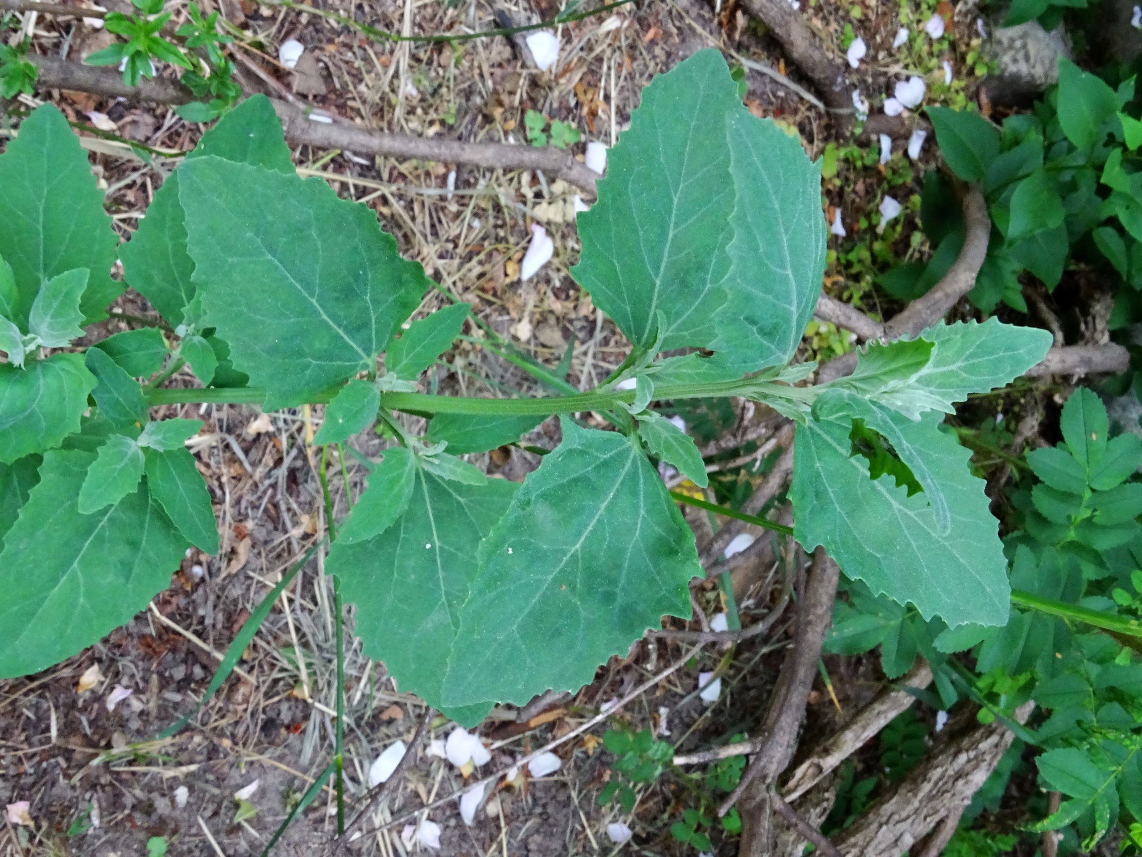 DSC07646 atriplex oblongifolia, sippe aus prellenkirchen.JPG