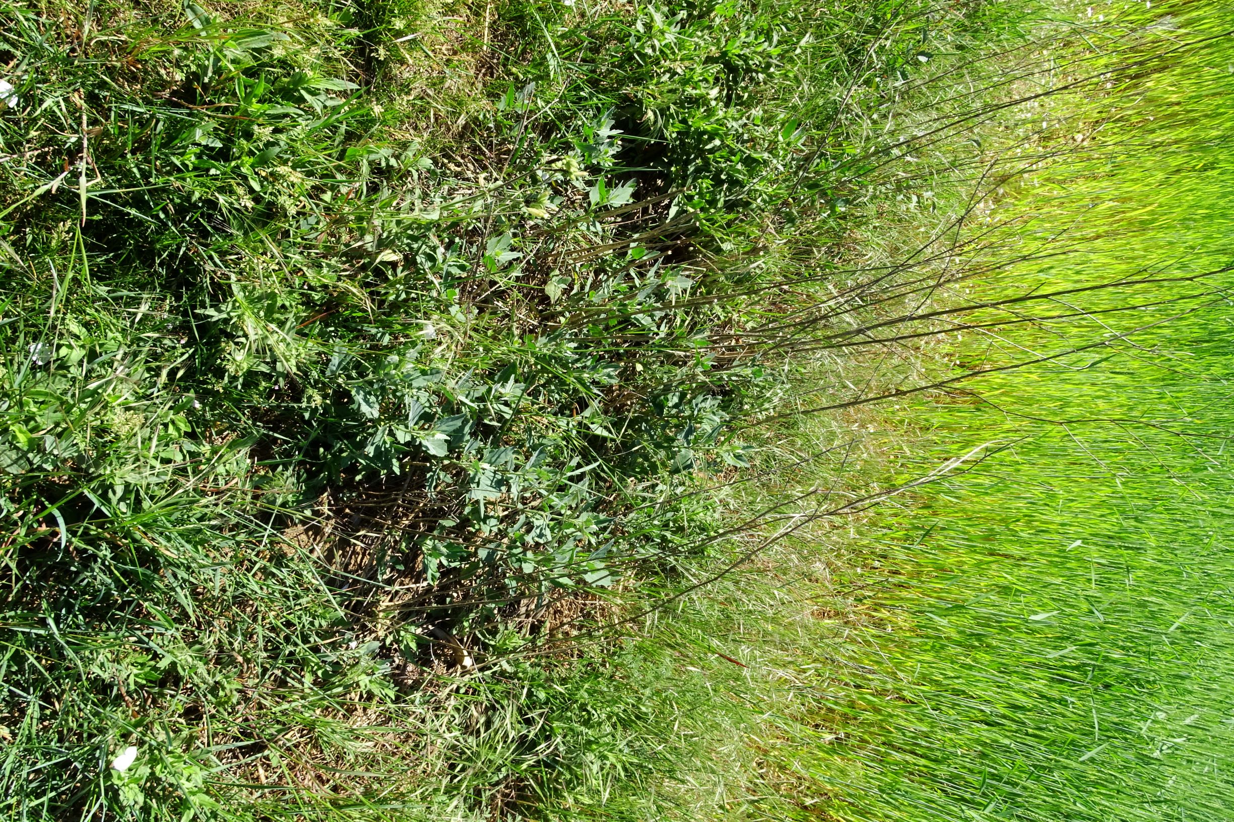 DSC08385 atriplex oblongifolia, sippe aus prellenkirchen.JPG