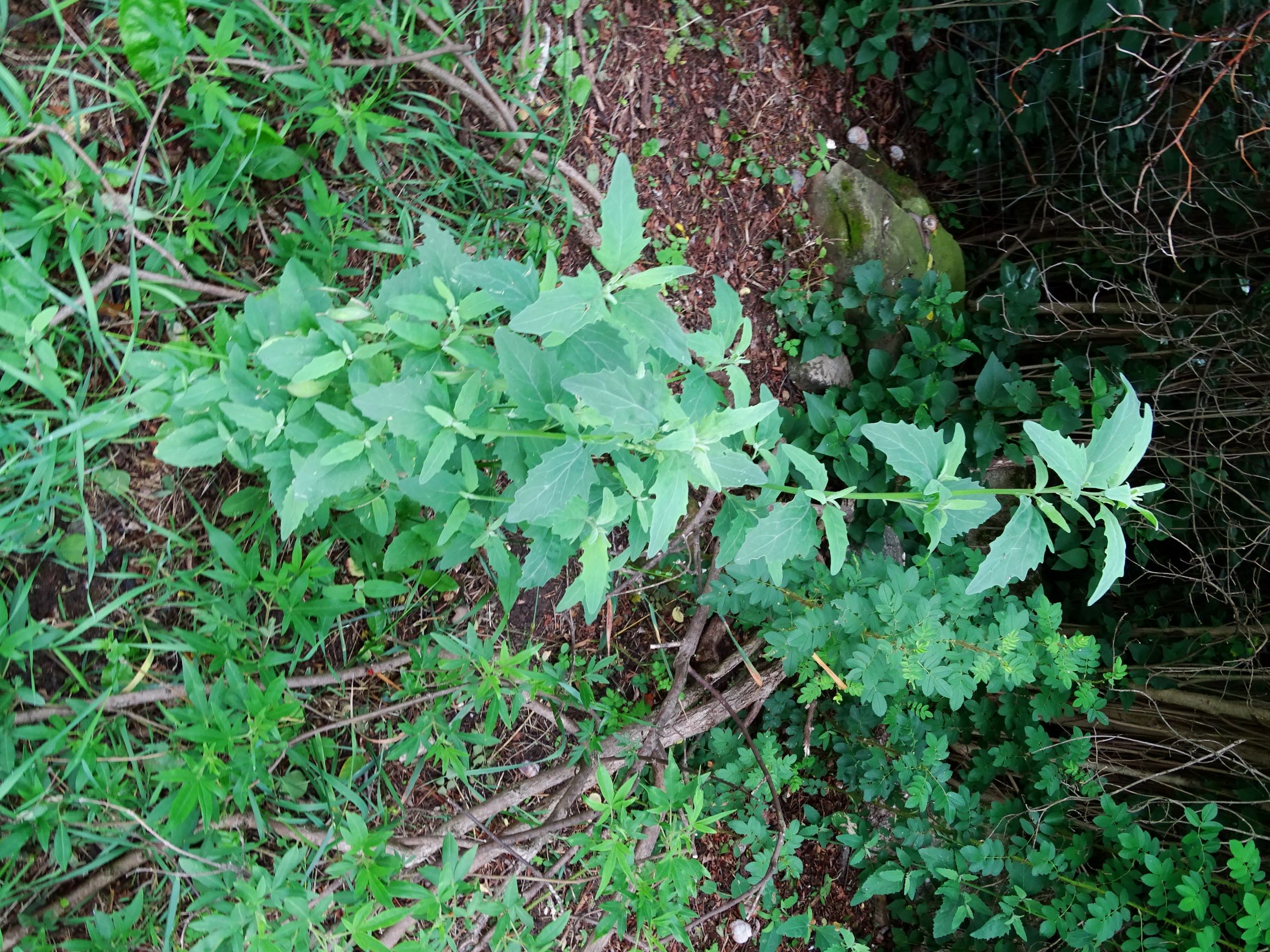 DSC02365 atriplex oblongifolia, sippe aus prellenkirchen.JPG