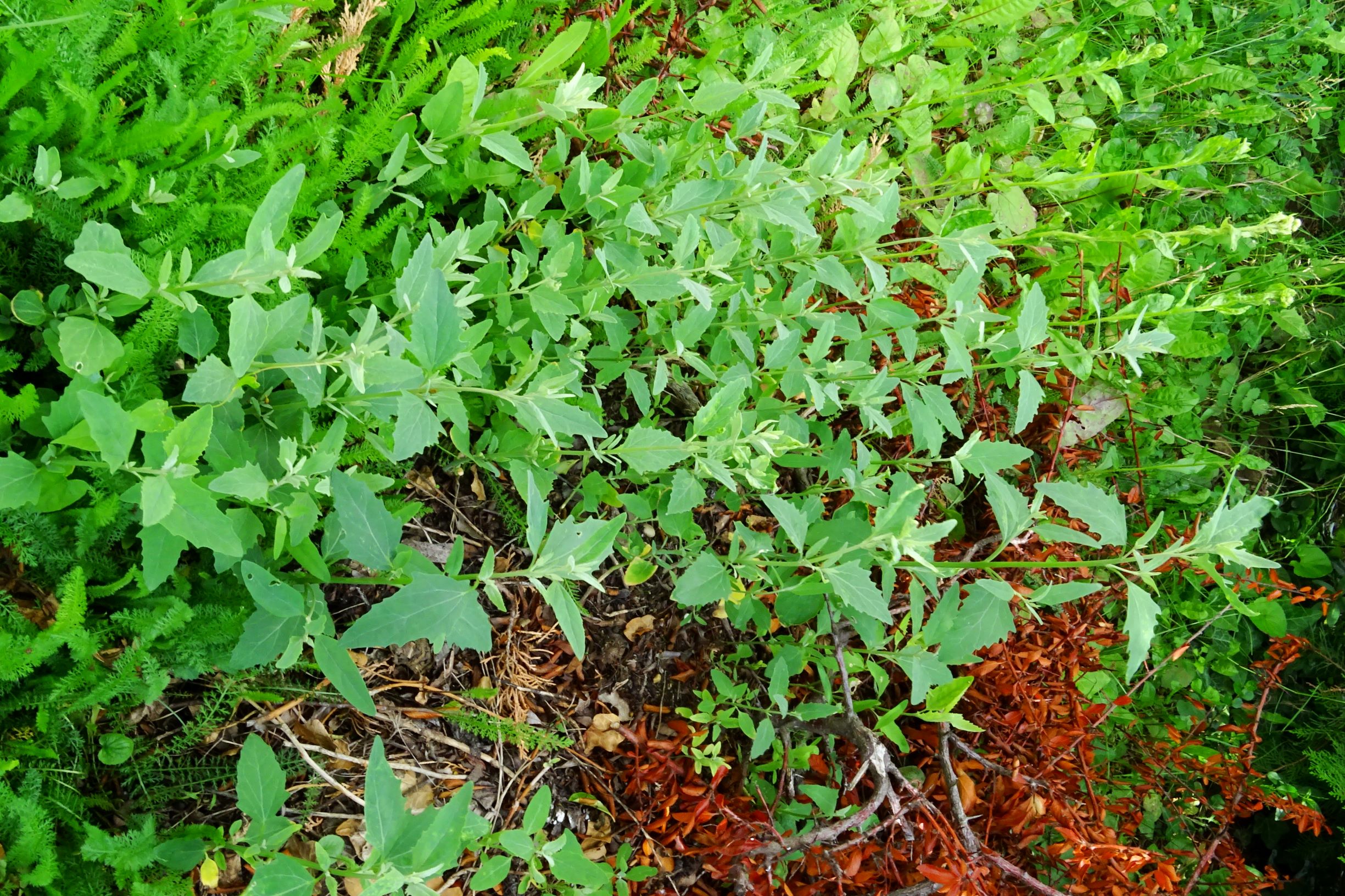 DSC02857 atriplex oblongifolia, sippe aus prellenkirchen.JPG