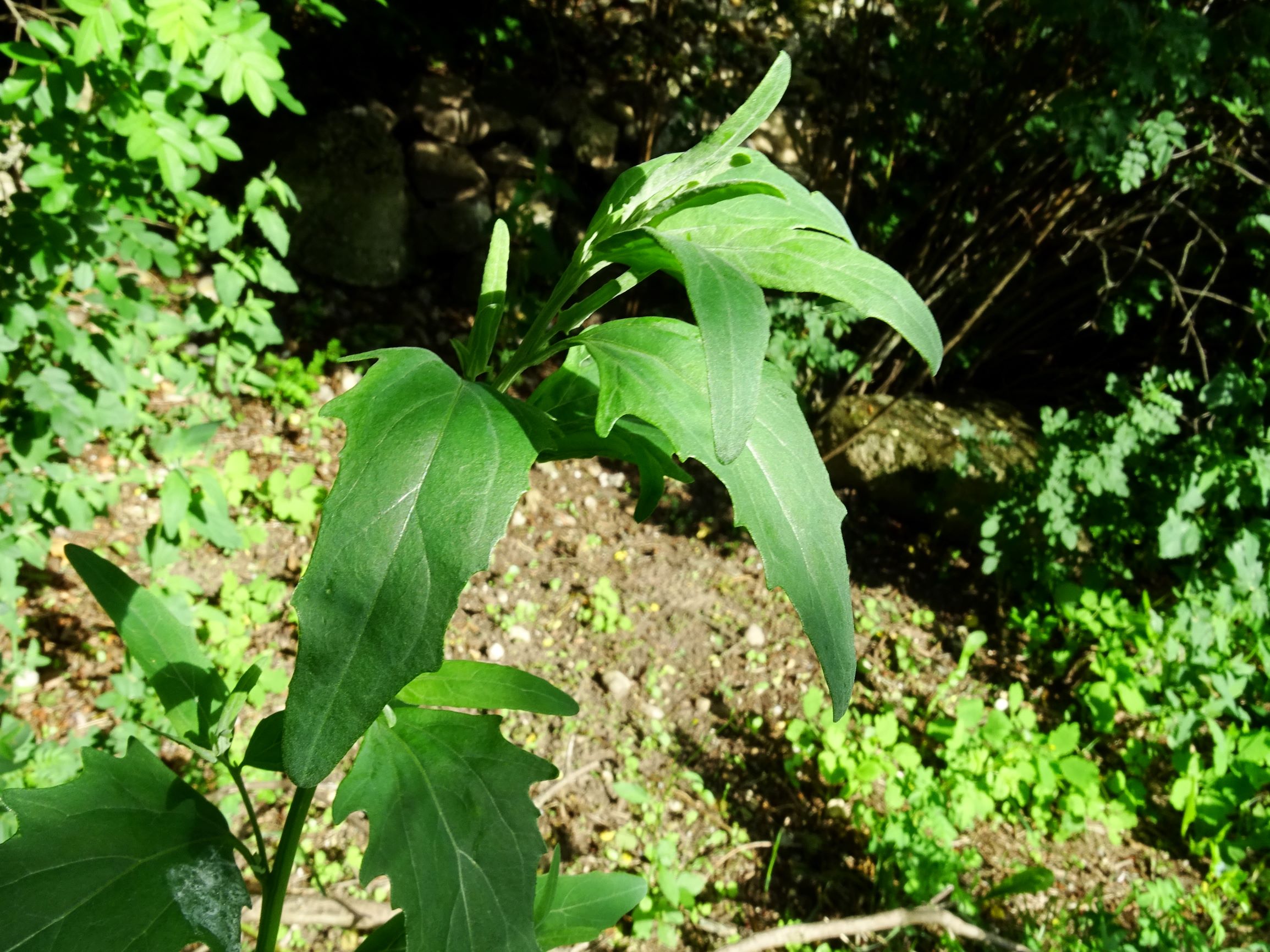 DSC03551 atriplex oblongifolia, sippe aus prellenkirchen.JPG