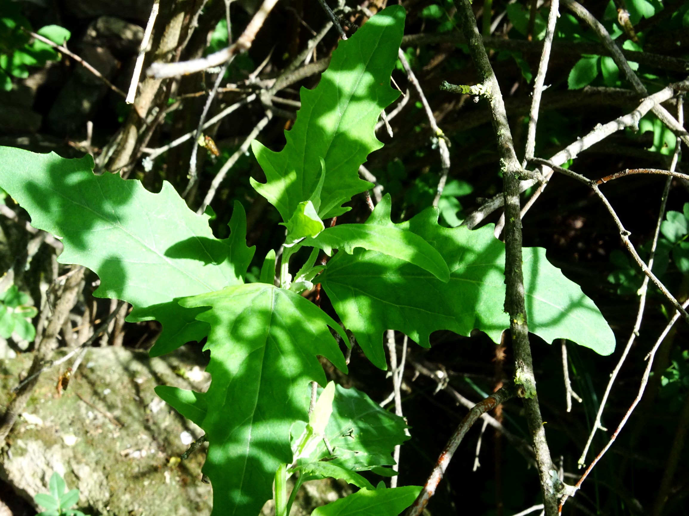 DSC03552 atriplex oblongifolia, sippe aus prellenkirchen.JPG