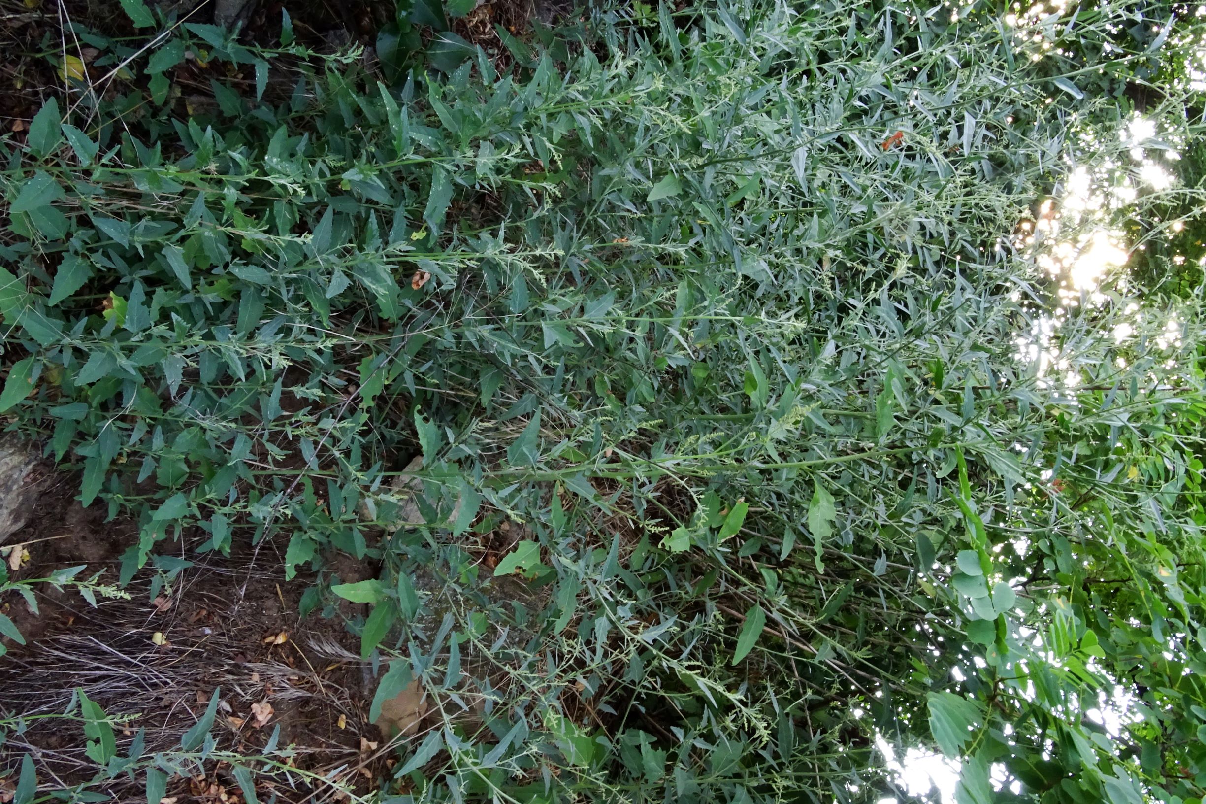 DSC02088 atriplex oblongifolia, sippe aus prellenkirchen.JPG