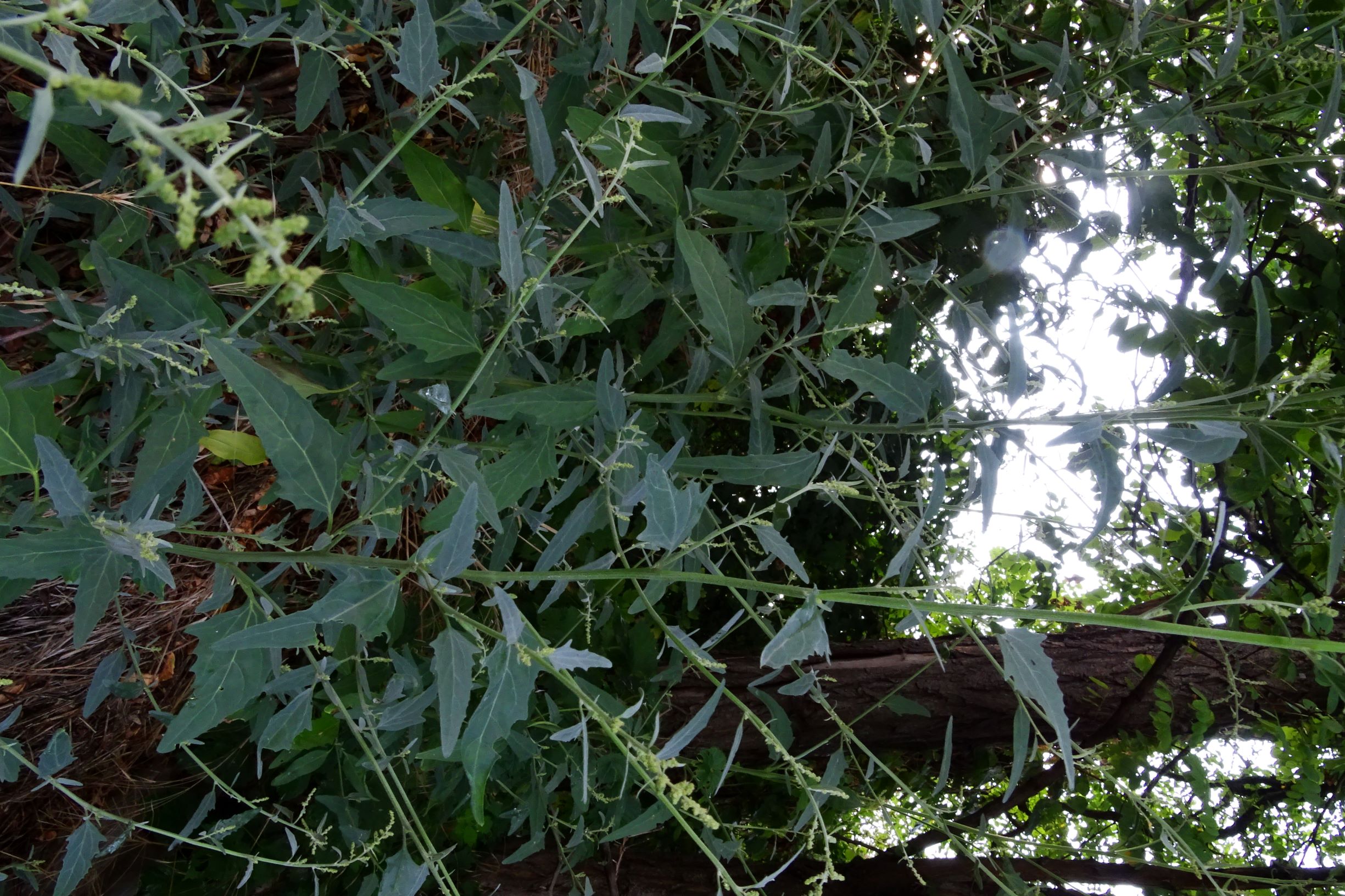 DSC02089 atriplex oblongifolia, sippe aus prellenkirchen.JPG