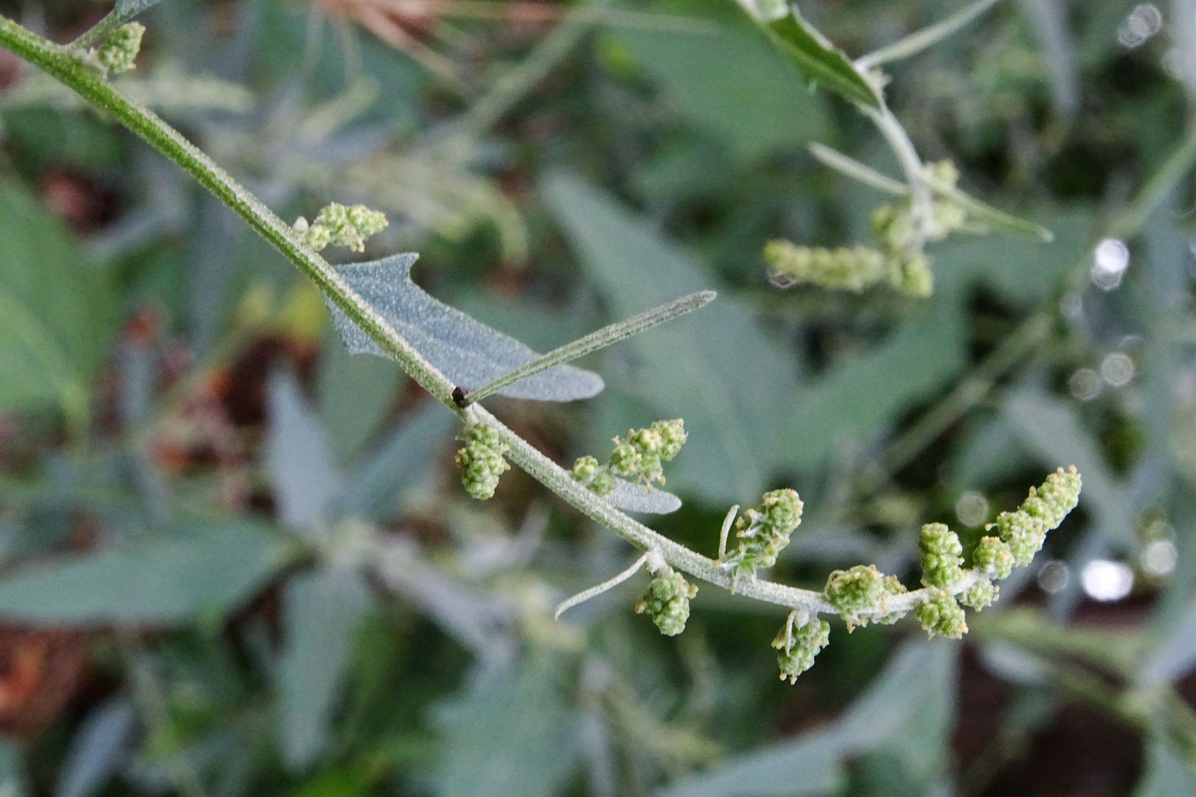 DSC02092 atriplex oblongifolia, sippe aus prellenkirchen.JPG