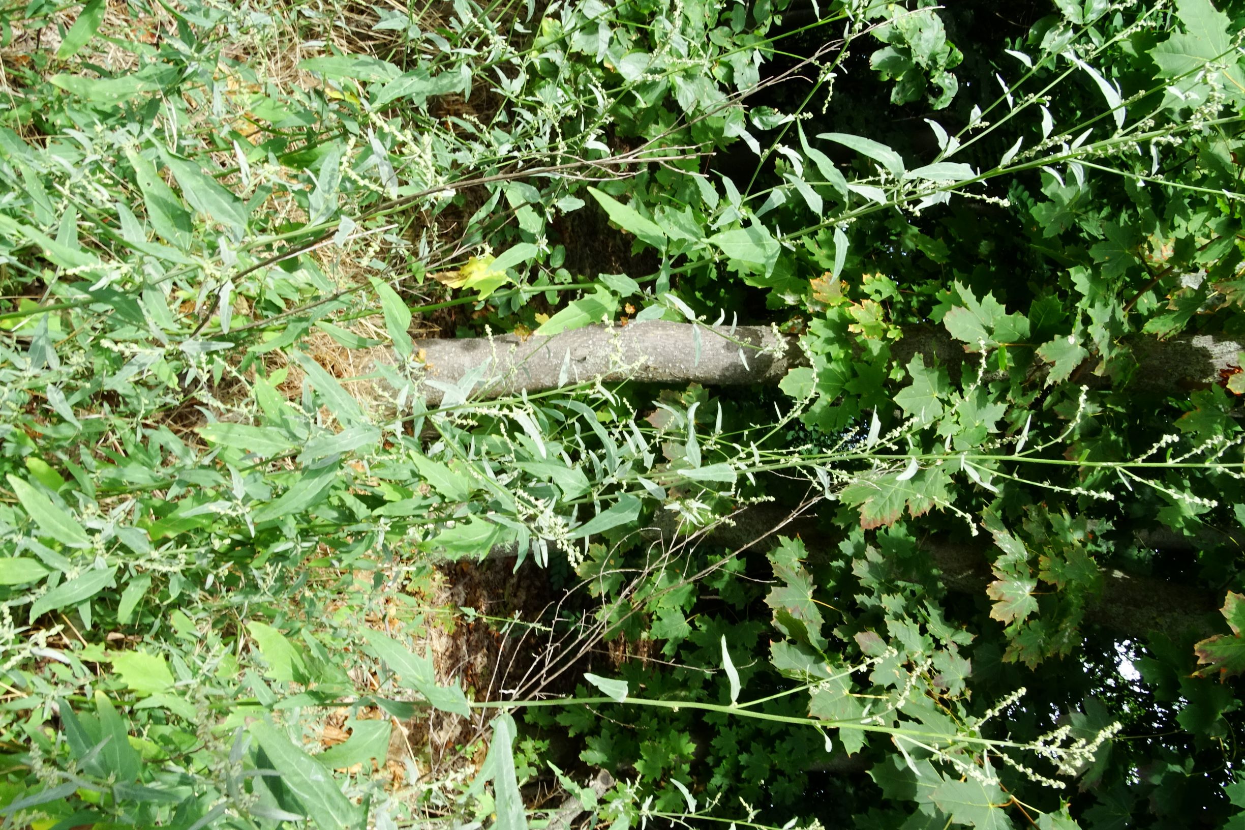 DSC03237 atriplex oblongifolia, sippe aus prellenkirchen.JPG