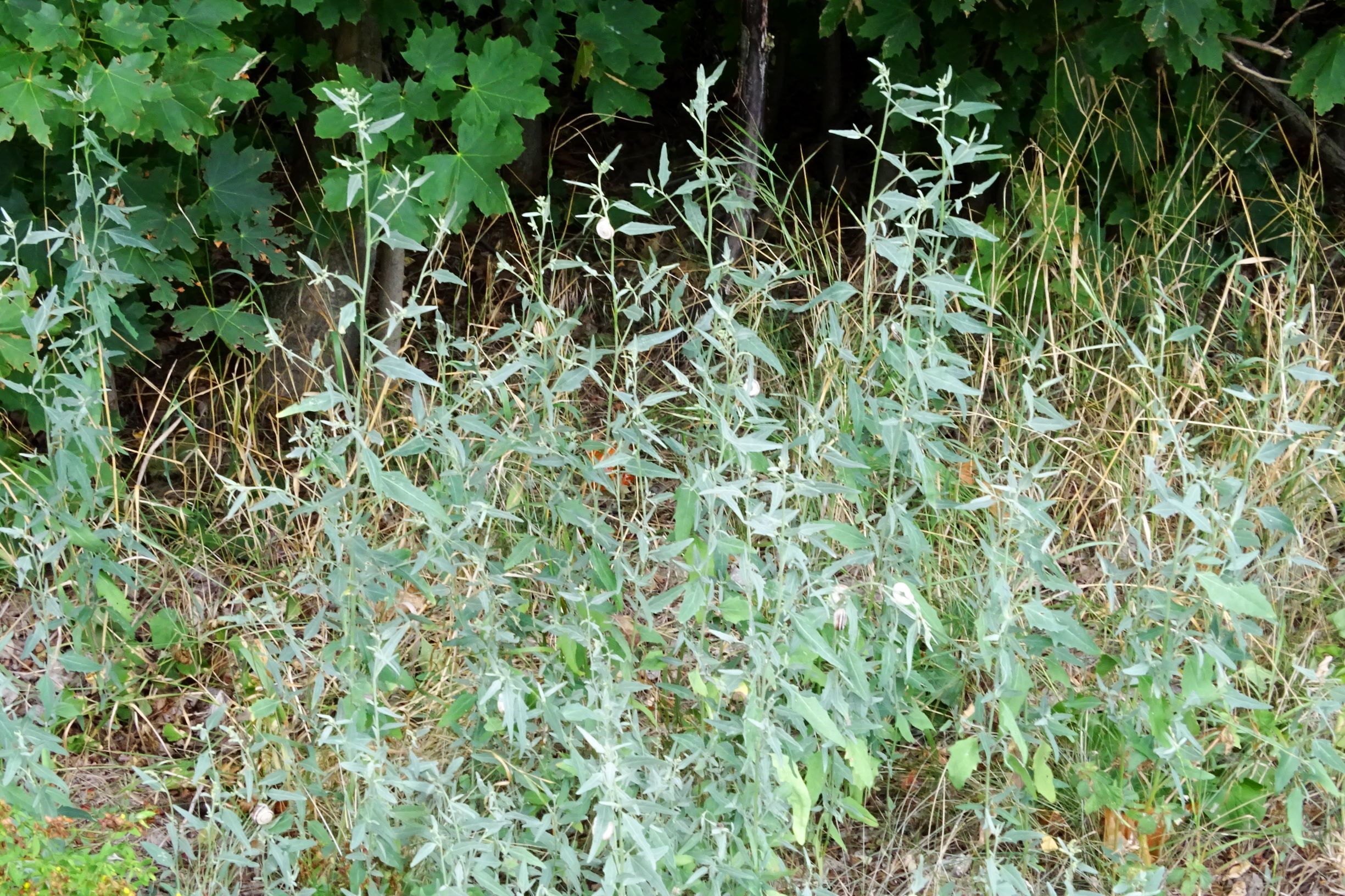 DSC03240 atriplex oblongifolia, sippe aus prellenkirchen.JPG