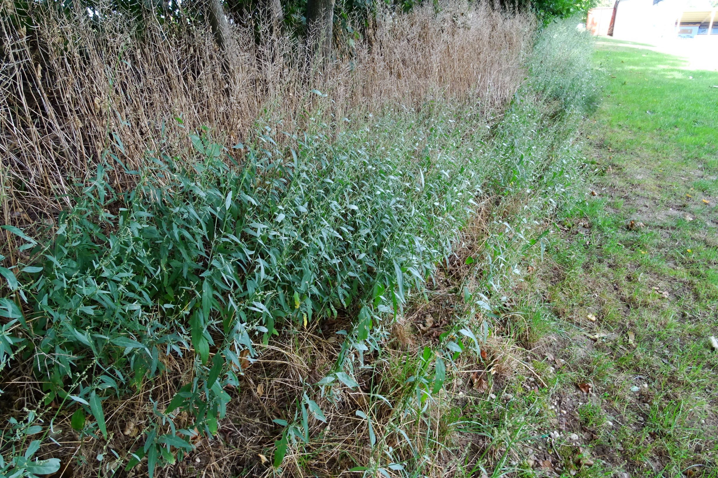 DSC03356 atriplex oblongifolia, sippe aus prellenkirchen.JPG