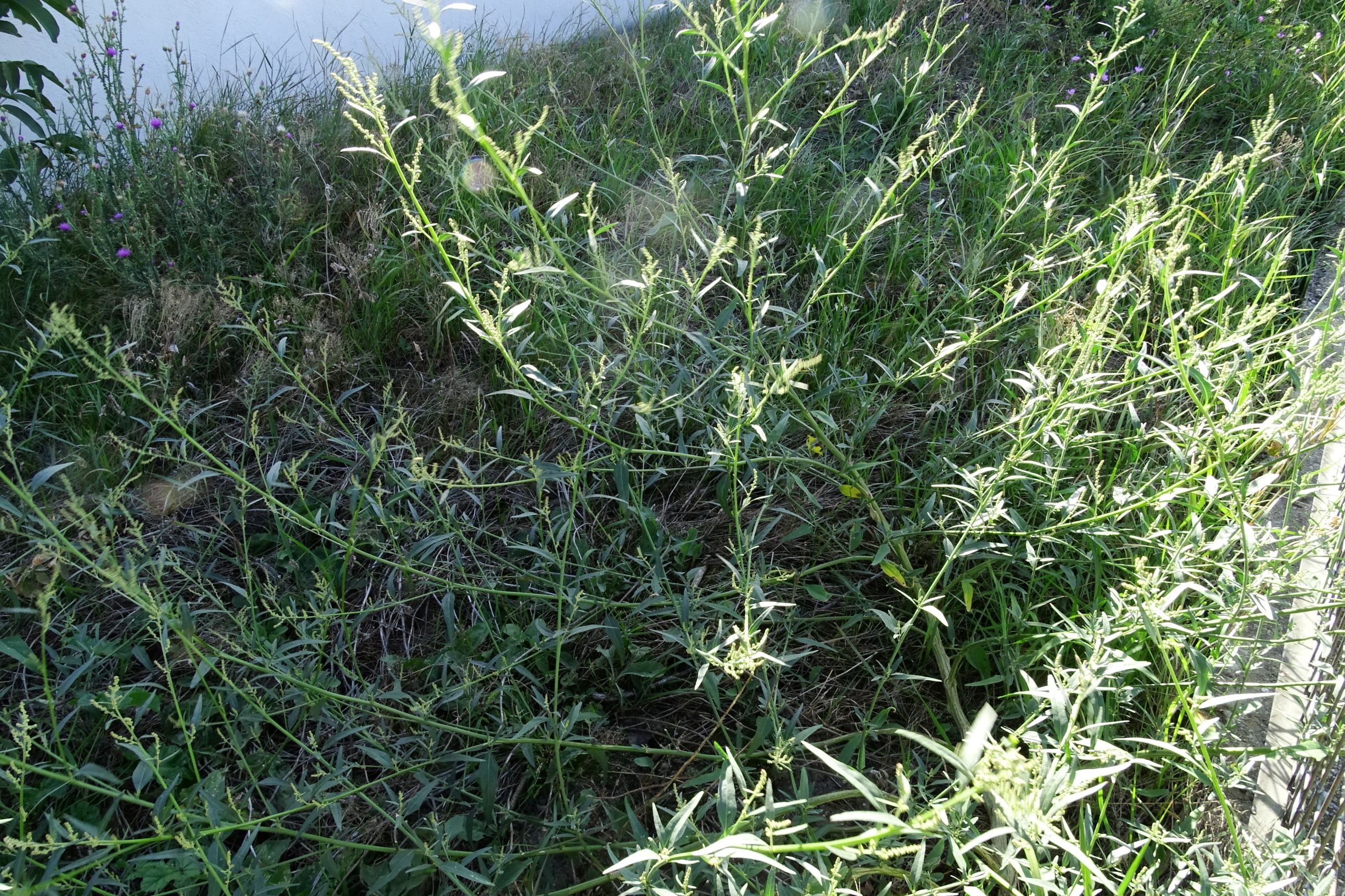 DSC04333 atriplex oblongifolia, sippe aus prellenkirchen.JPG