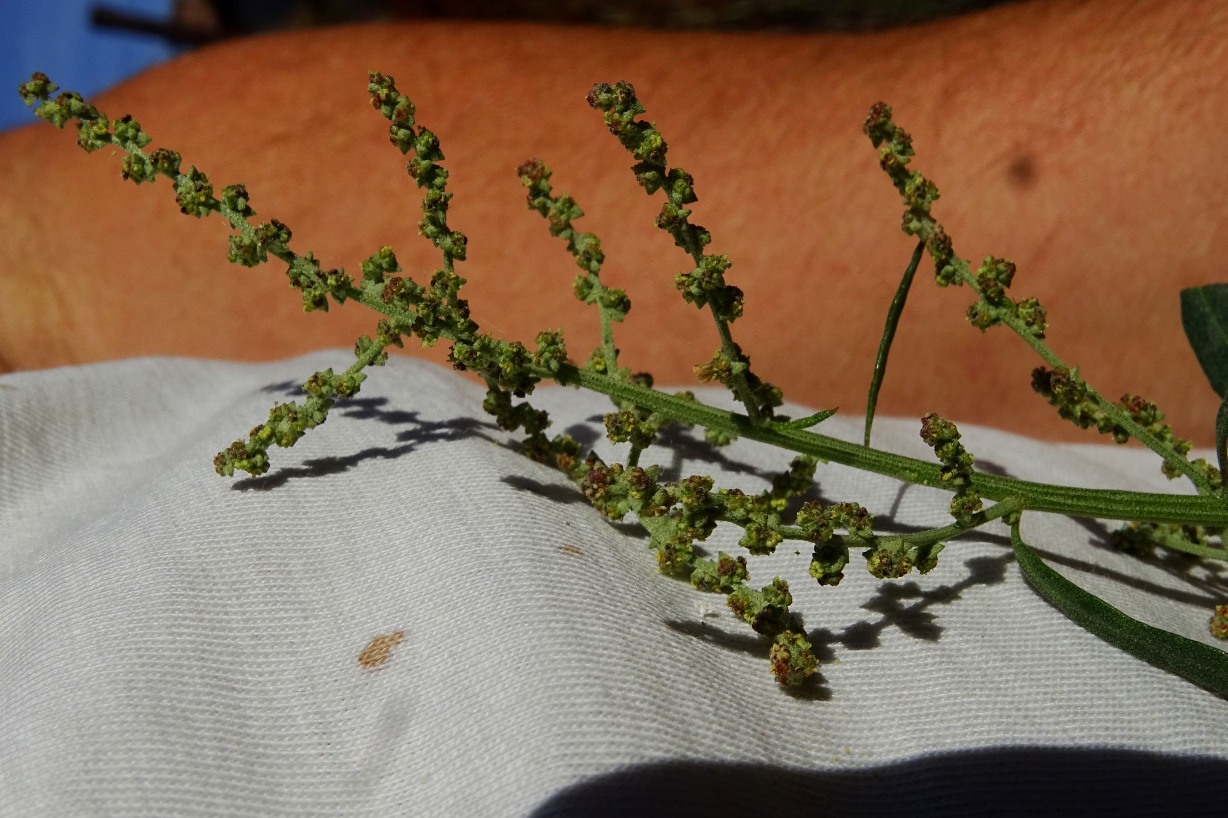 DSC04336 atriplex oblongifolia, sippe aus prellenkirchen.JPG