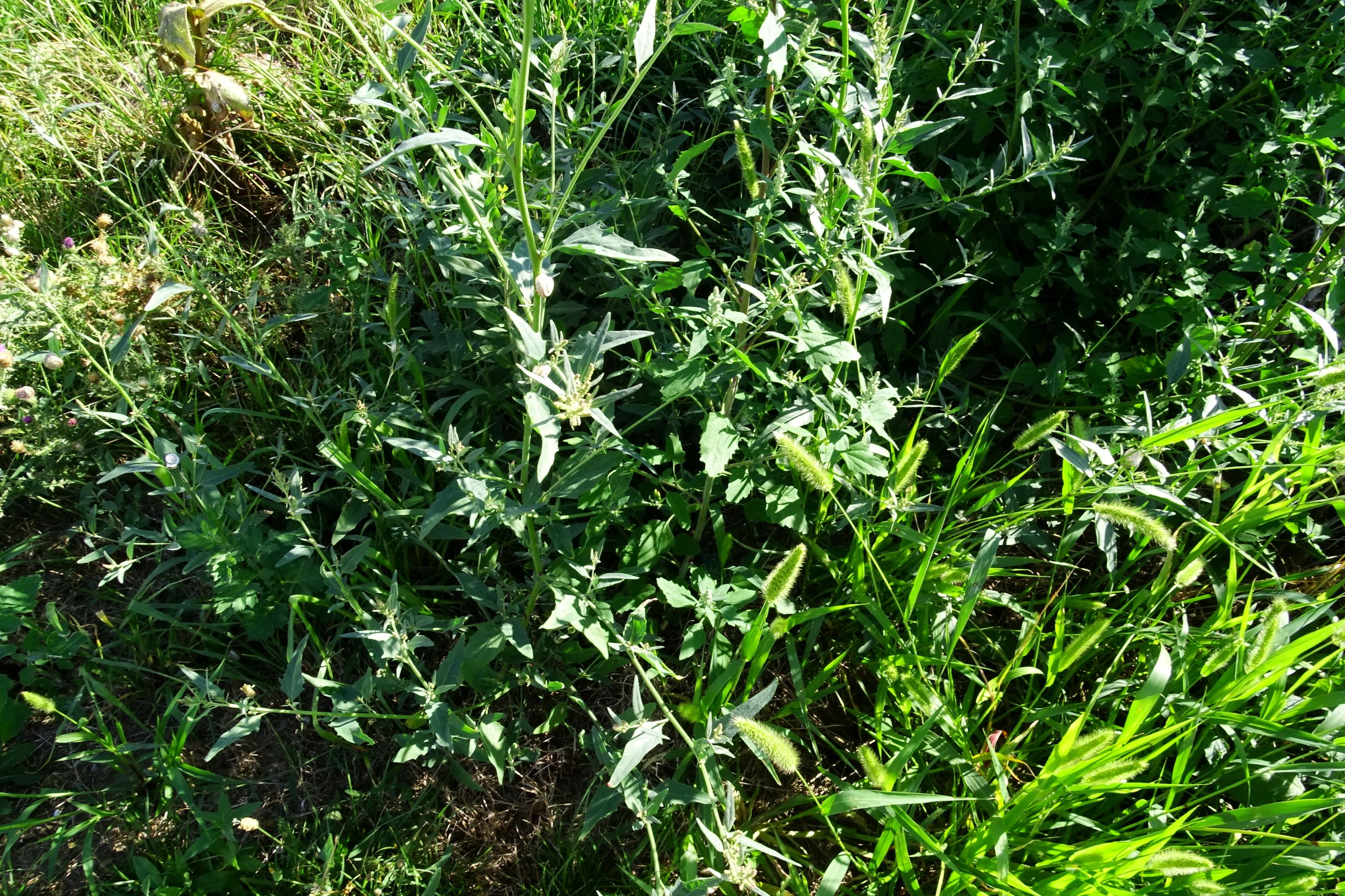 DSC04370 atriplex oblongifolia, sippe aus prellenkirchen.JPG